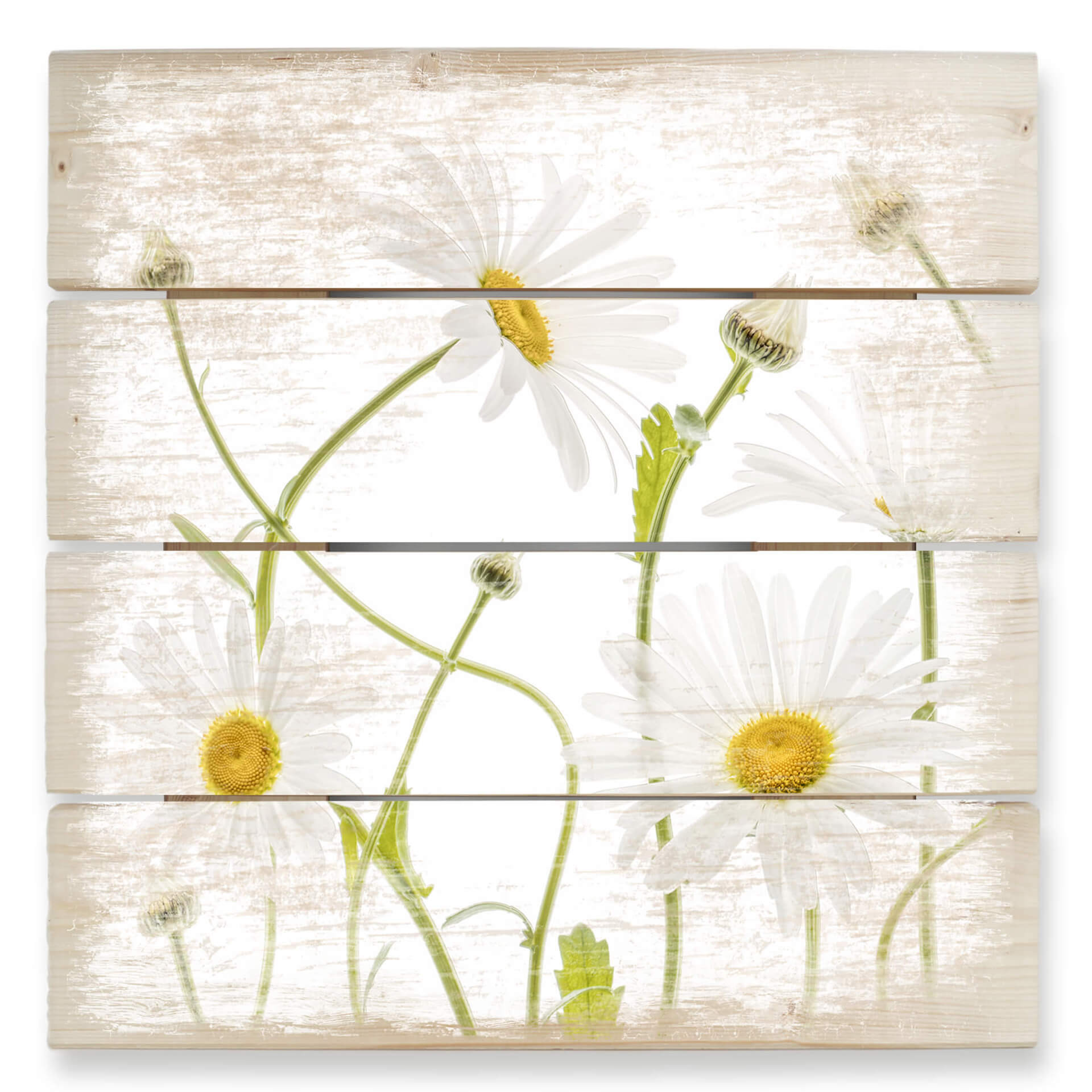 Stampa su legno Disher - Margherite