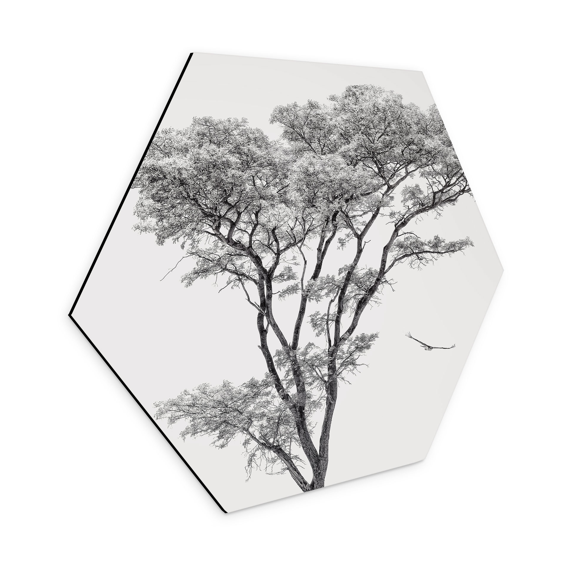 Hexagon Wandbild Minimalistischer Baum in ruhiger Landschaft - Flour - Alu-Dibond