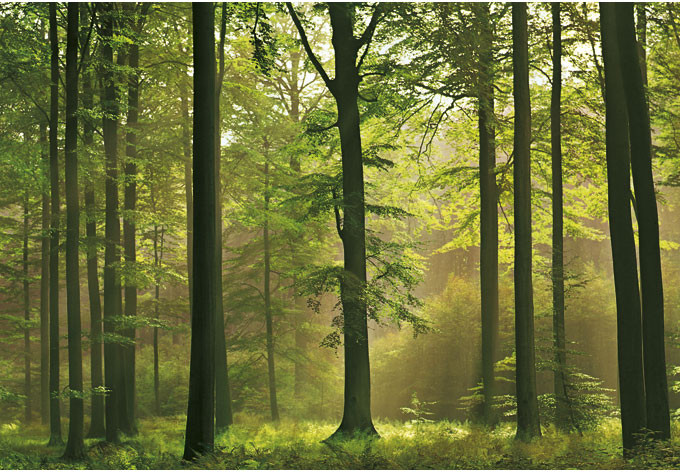 Papierbehang Herfstbos