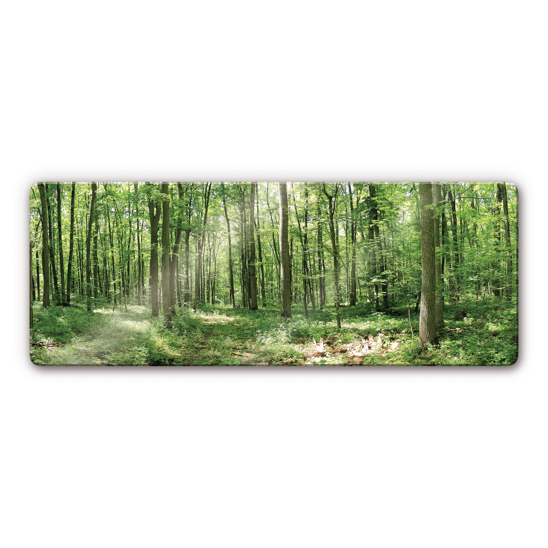 Glasbild Waldpanorama 02