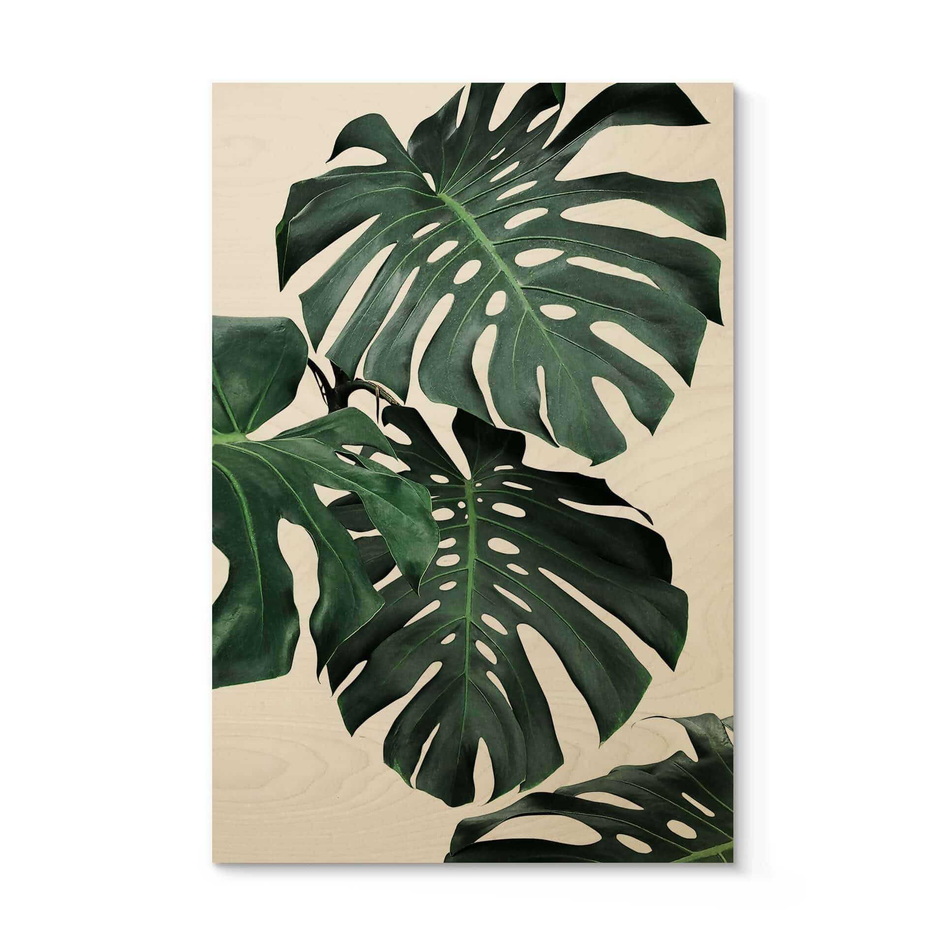 Stampa su legno Sisi & Seb - Monstera