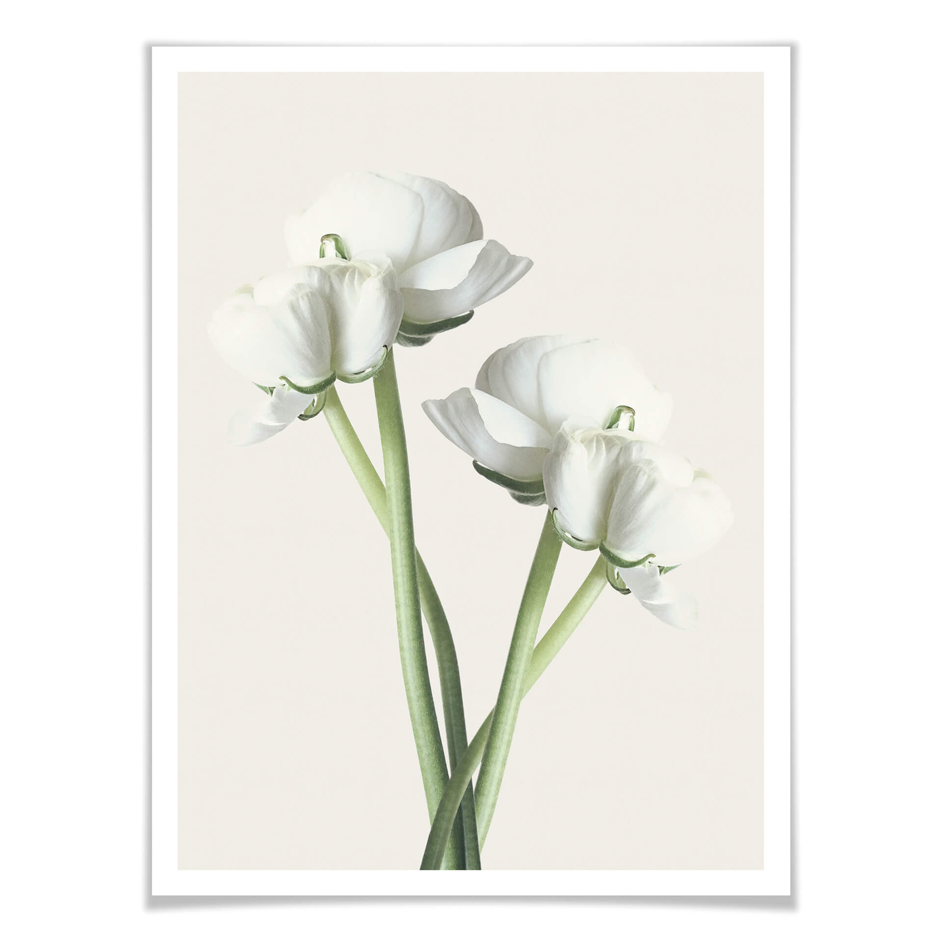 Plakat Ranunculus 01