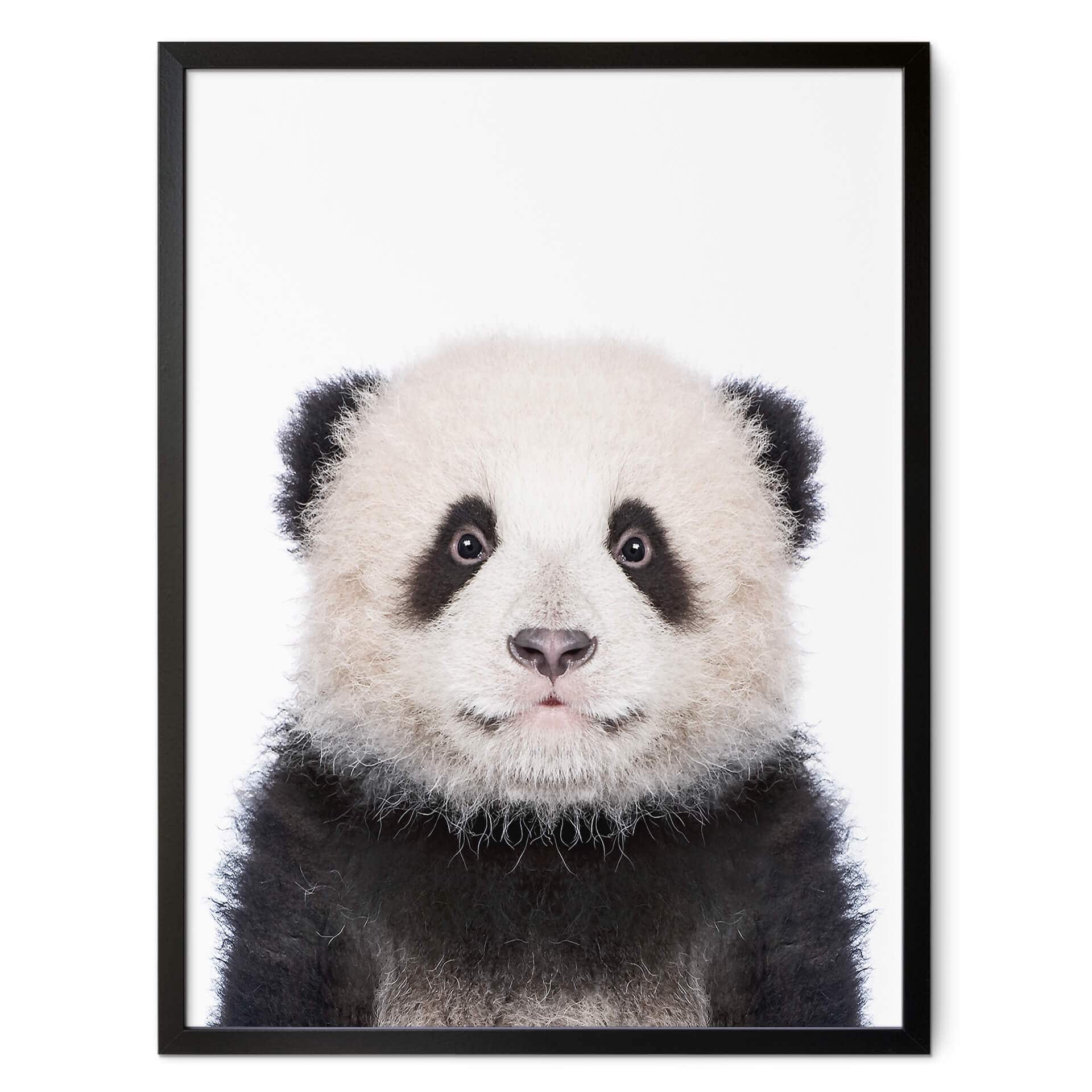 Plakat Sisi & Seb - Baby Panda