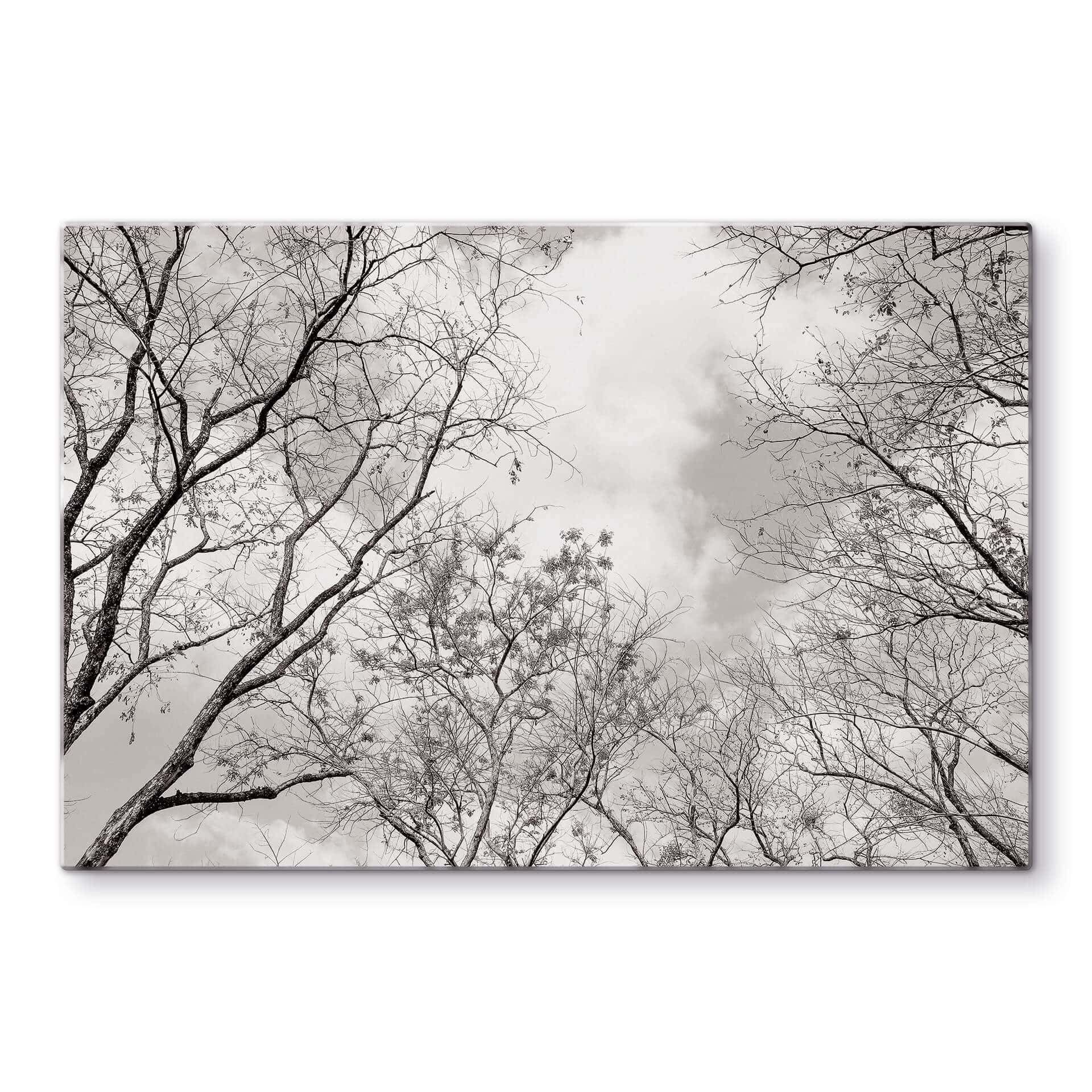 Tableau en verre Cimes des arbes dans le ciel