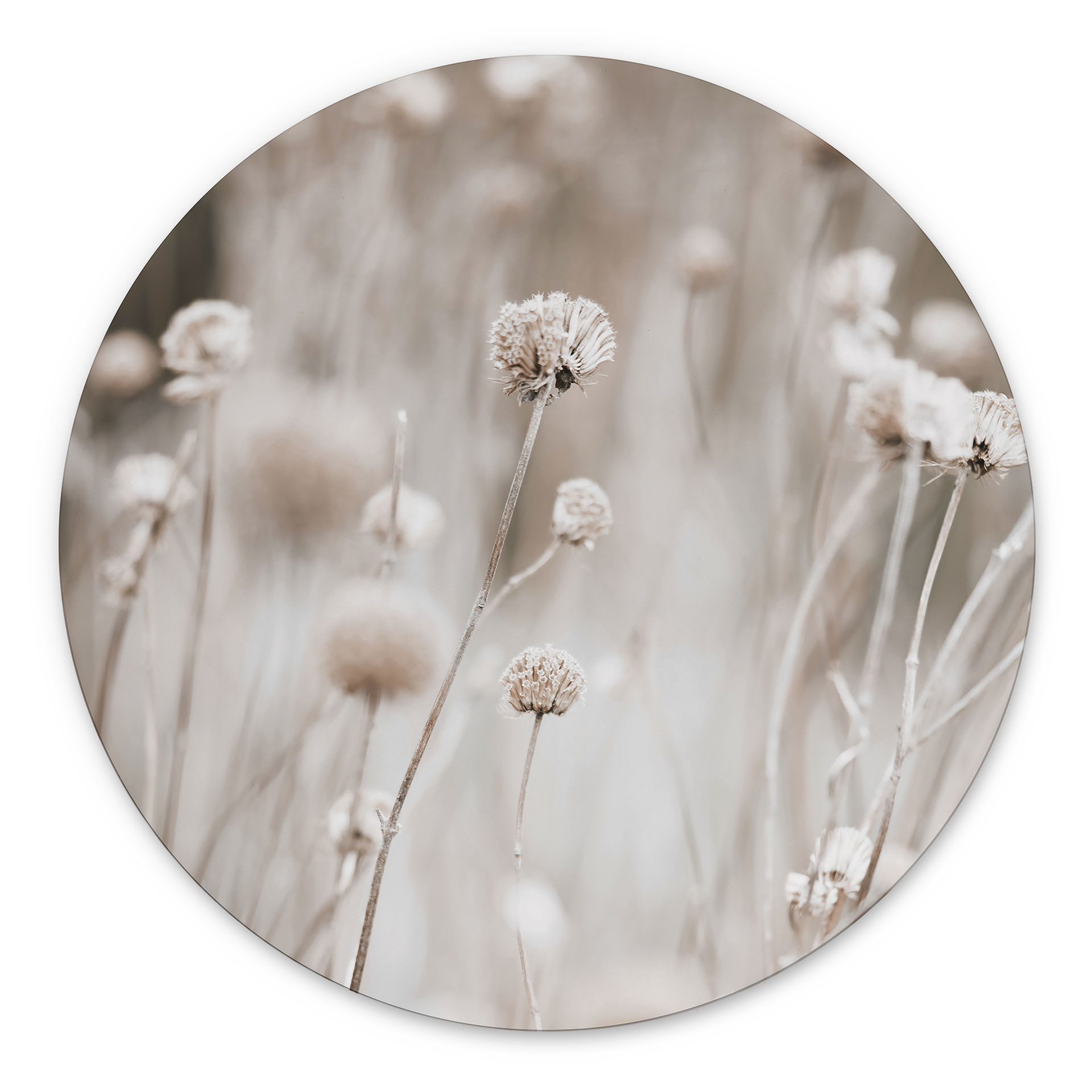 Billede Tørrede blomster i bløde toner - Annie - rund – print på aluminium (Alu-Dibond)