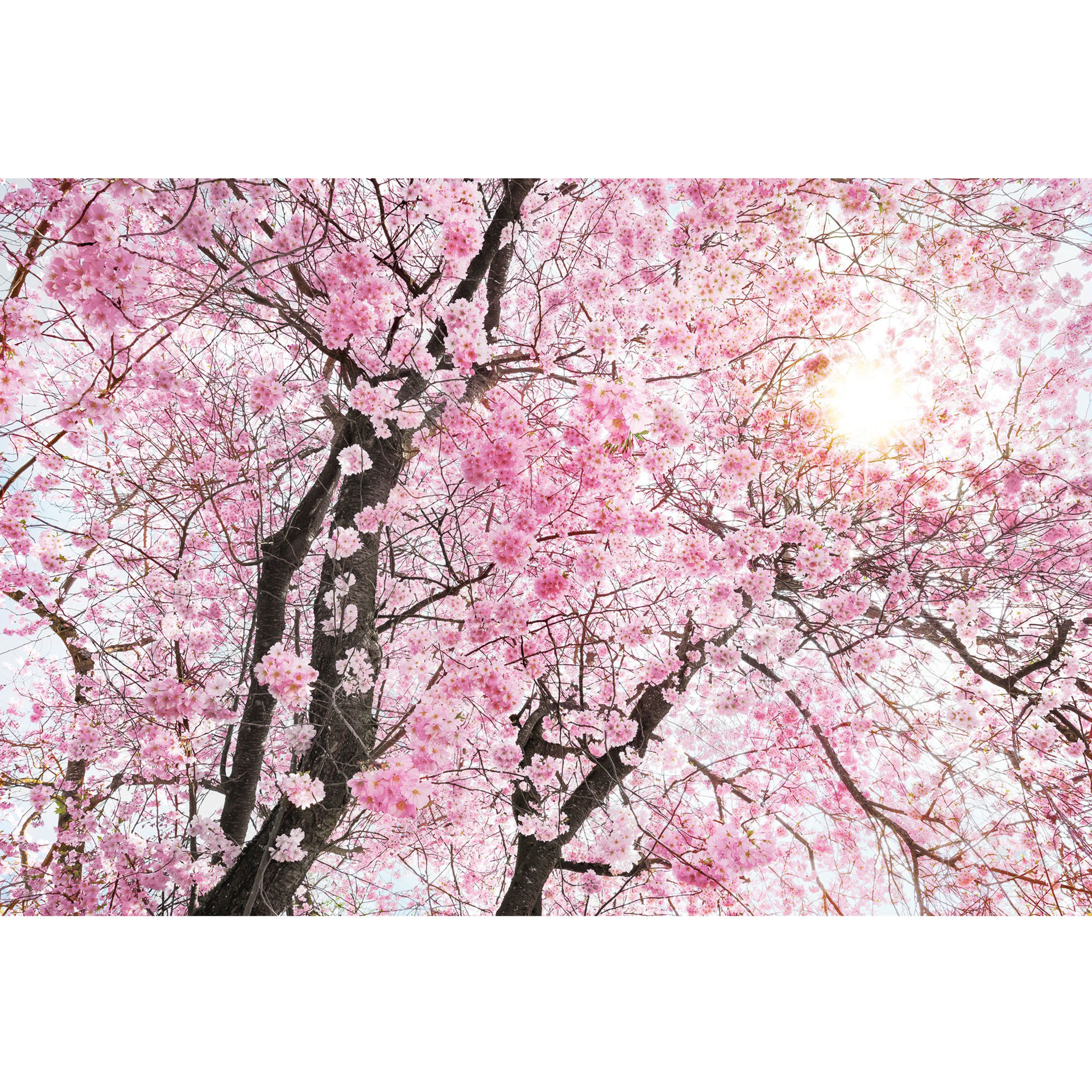 Fotobehang Bloom