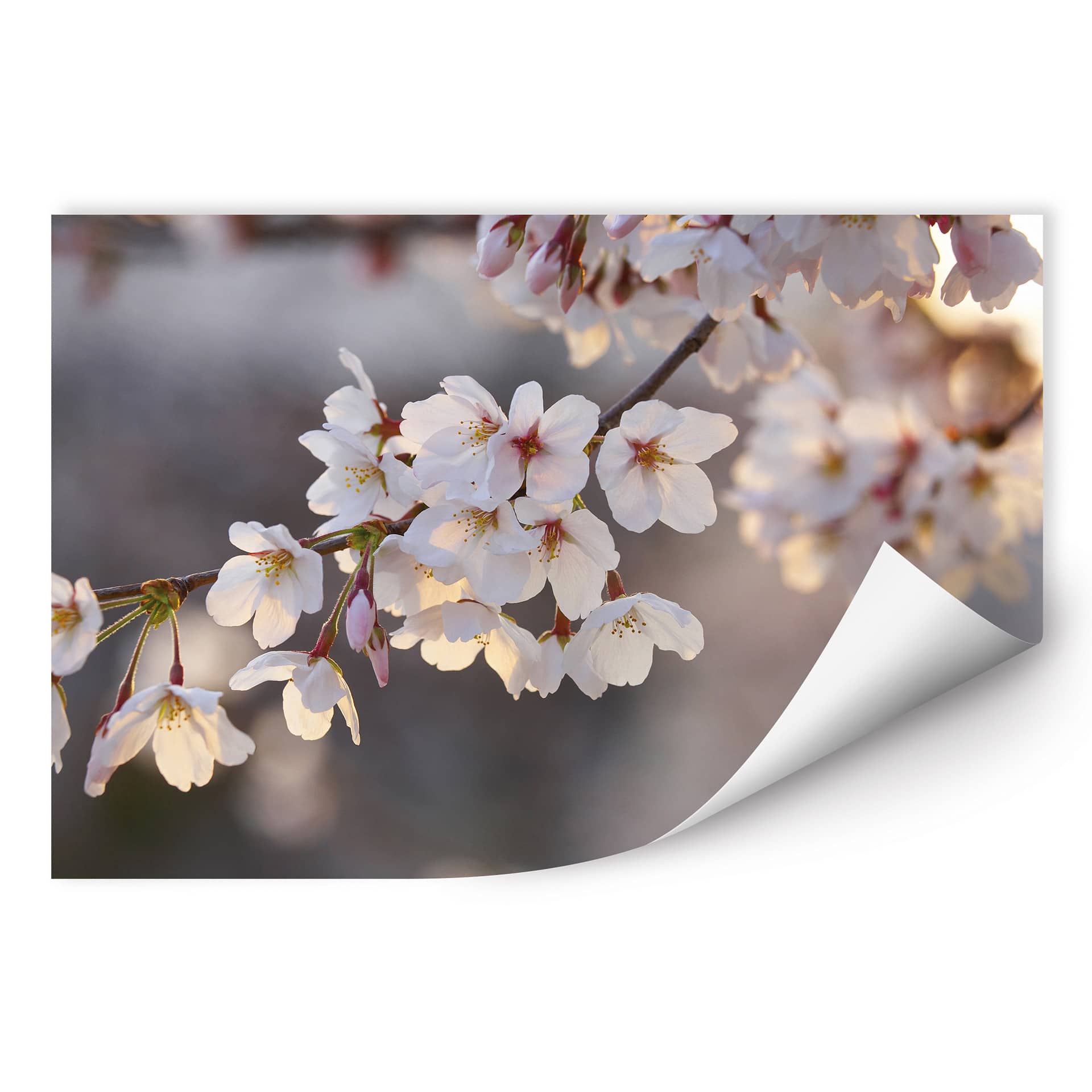 Poster autocollant - W - Branches de Cerisier Fleuries