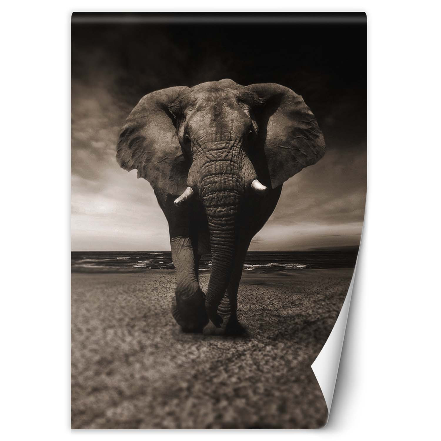 Fototapete, Elefant Tier Afrika