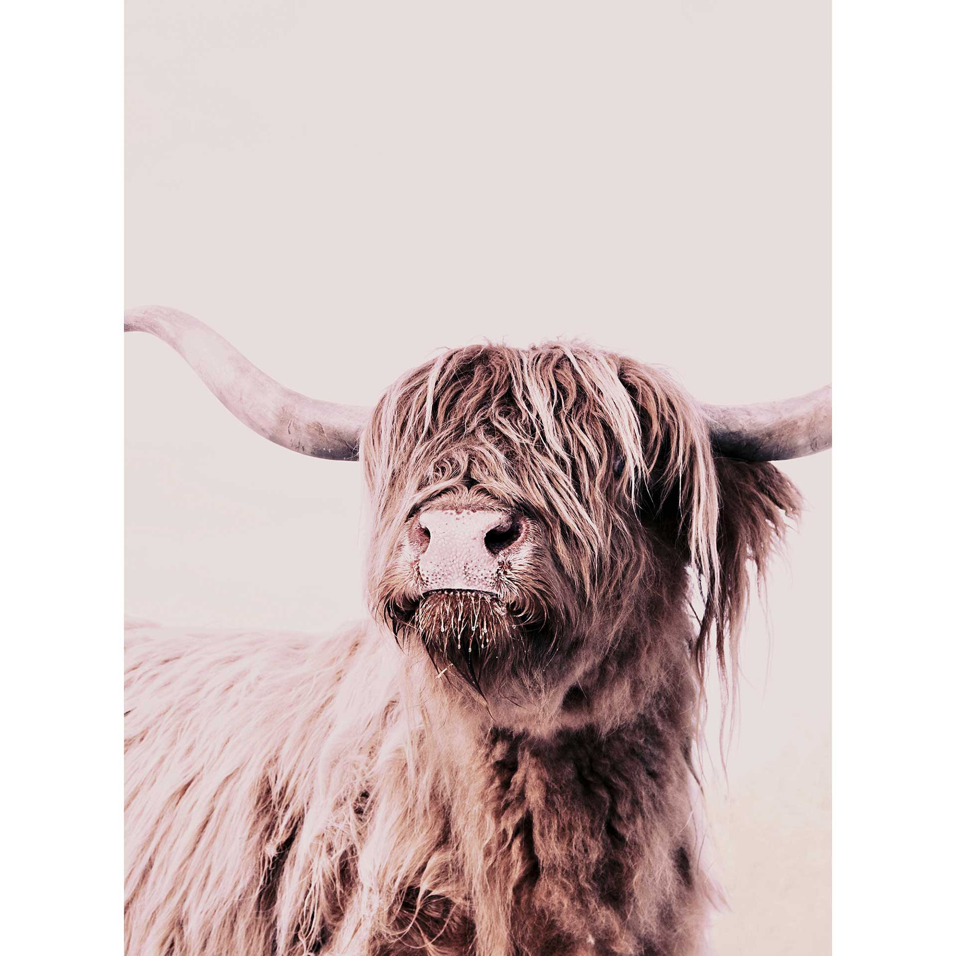Livingwalls Fotobehang ARTist Highland Cattle