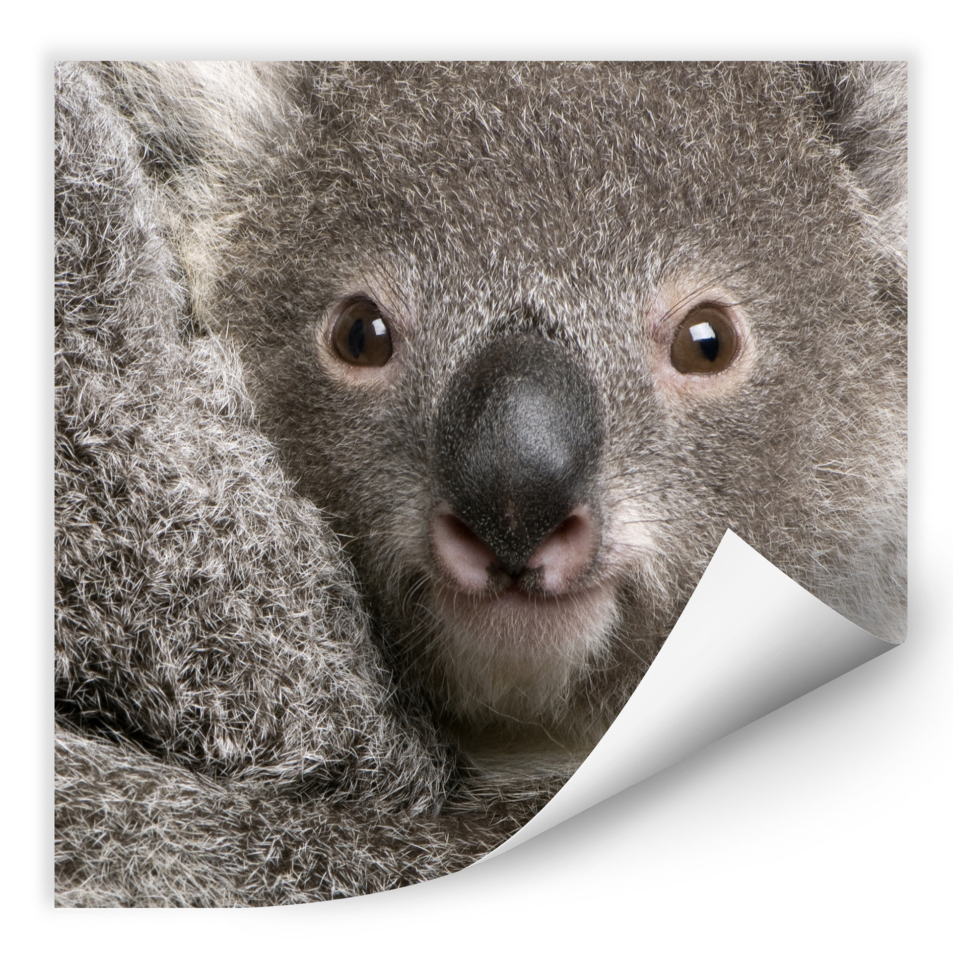 Wallprint W - Cuddly Koala