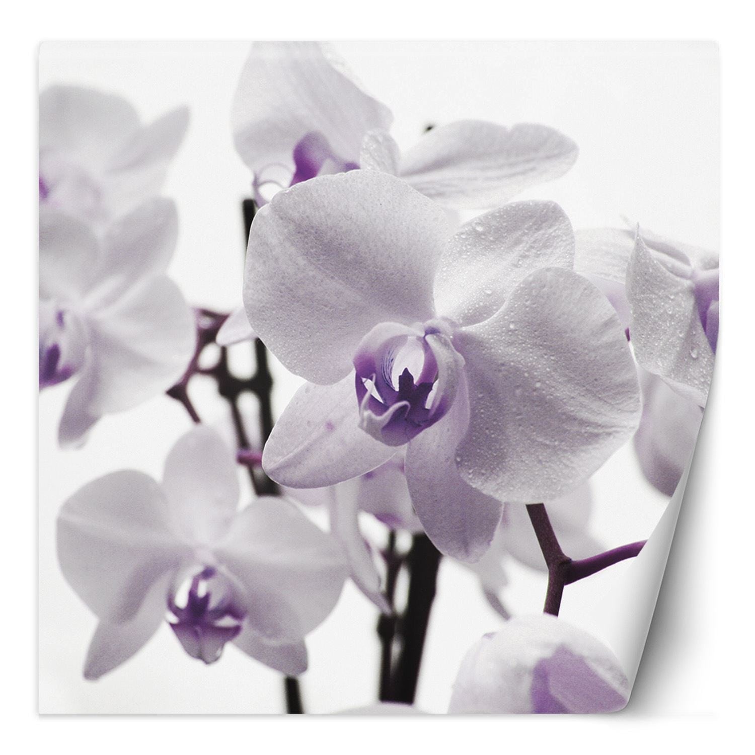 Fototapete, Lila Orchidee Blütenblättern