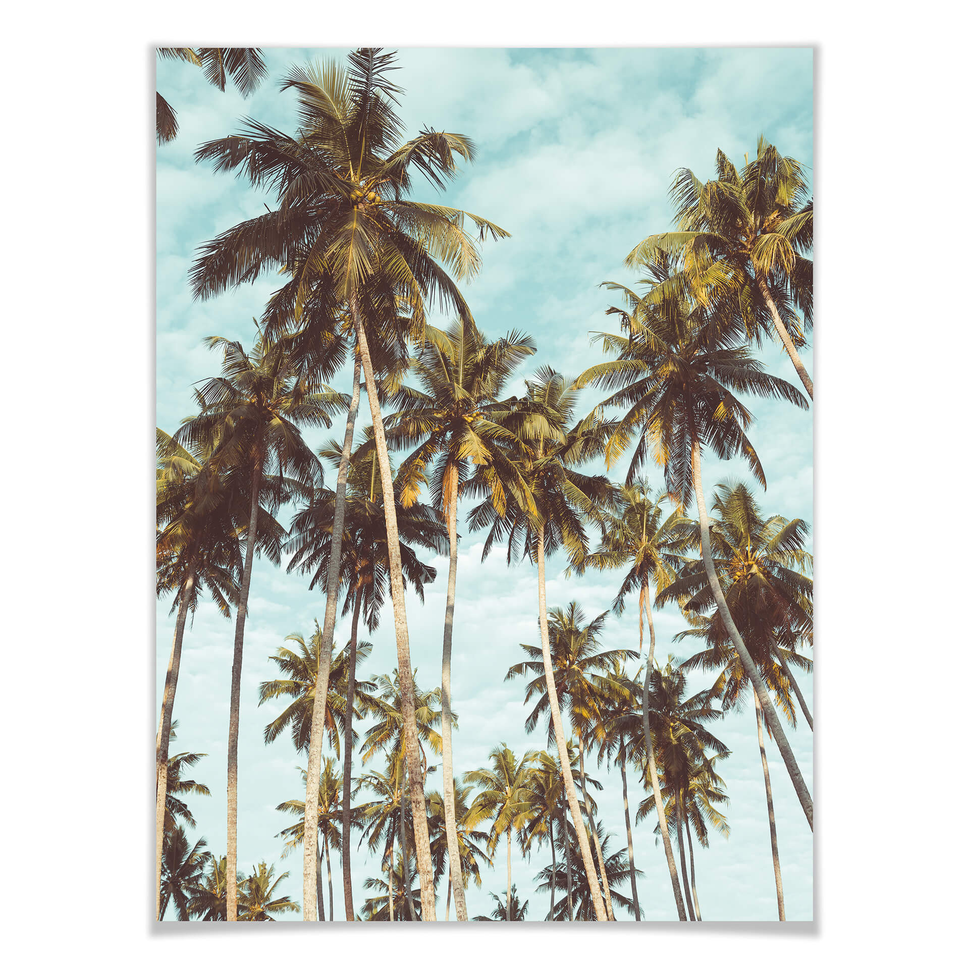 Plakat - Palms 08