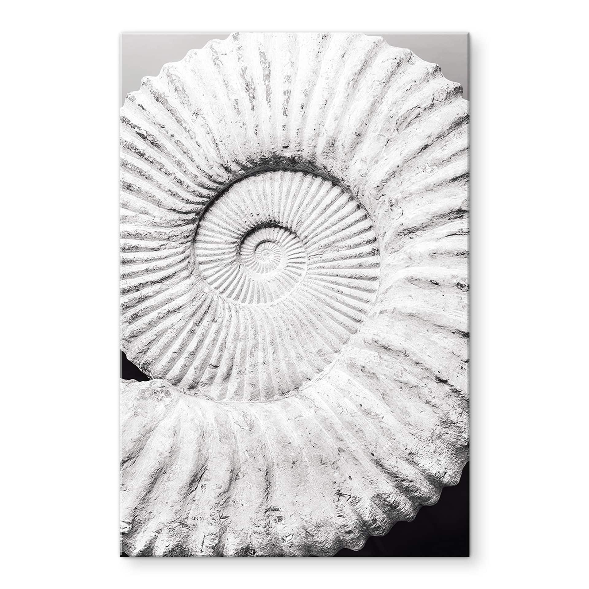 Akrylbillede Fossil muslingeskal - Shot-by-Clint