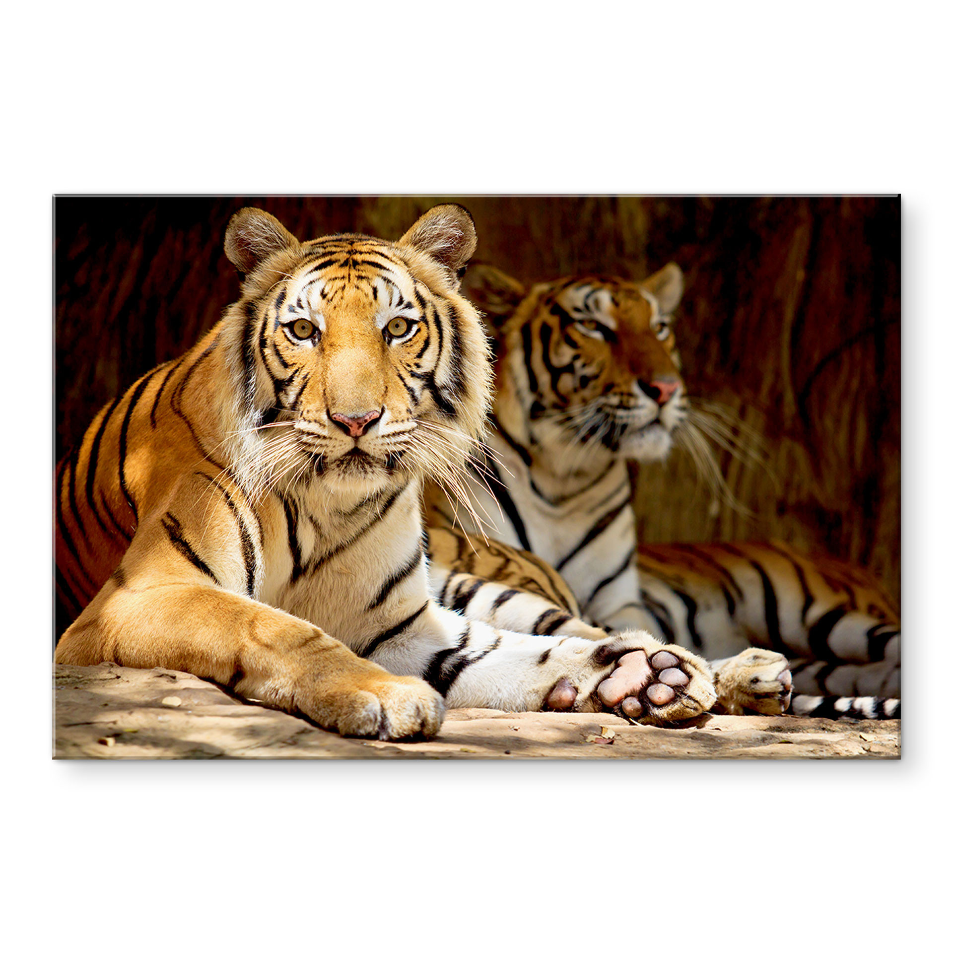 Akrylbillede To kongelige bengalske tigre