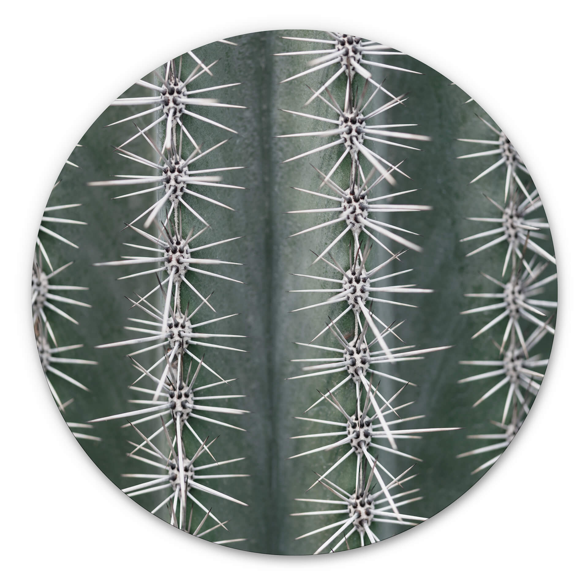 Tableau sur alu-Dibond rond 1X Studio - Cactus