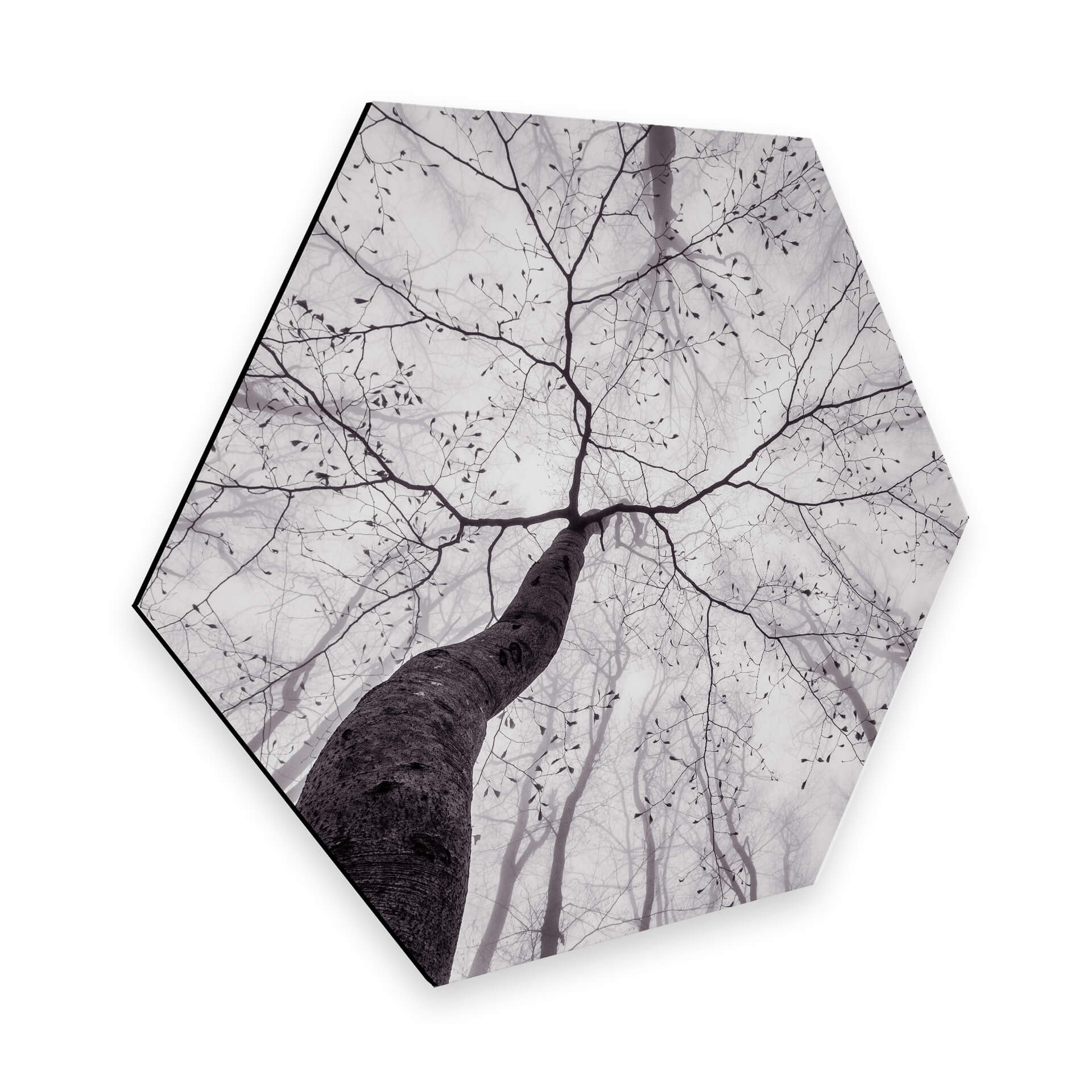Hexagone - Alu-Dibond Pavlasek - Vers la cime des arbres