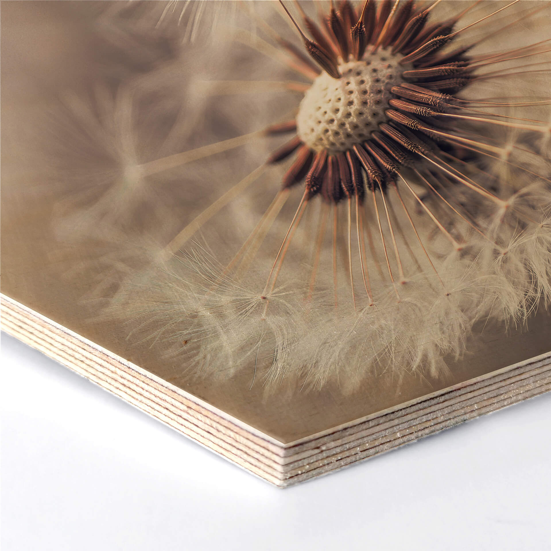 Hexagone - Placage bois de bouleau Delgado - Pissenlits