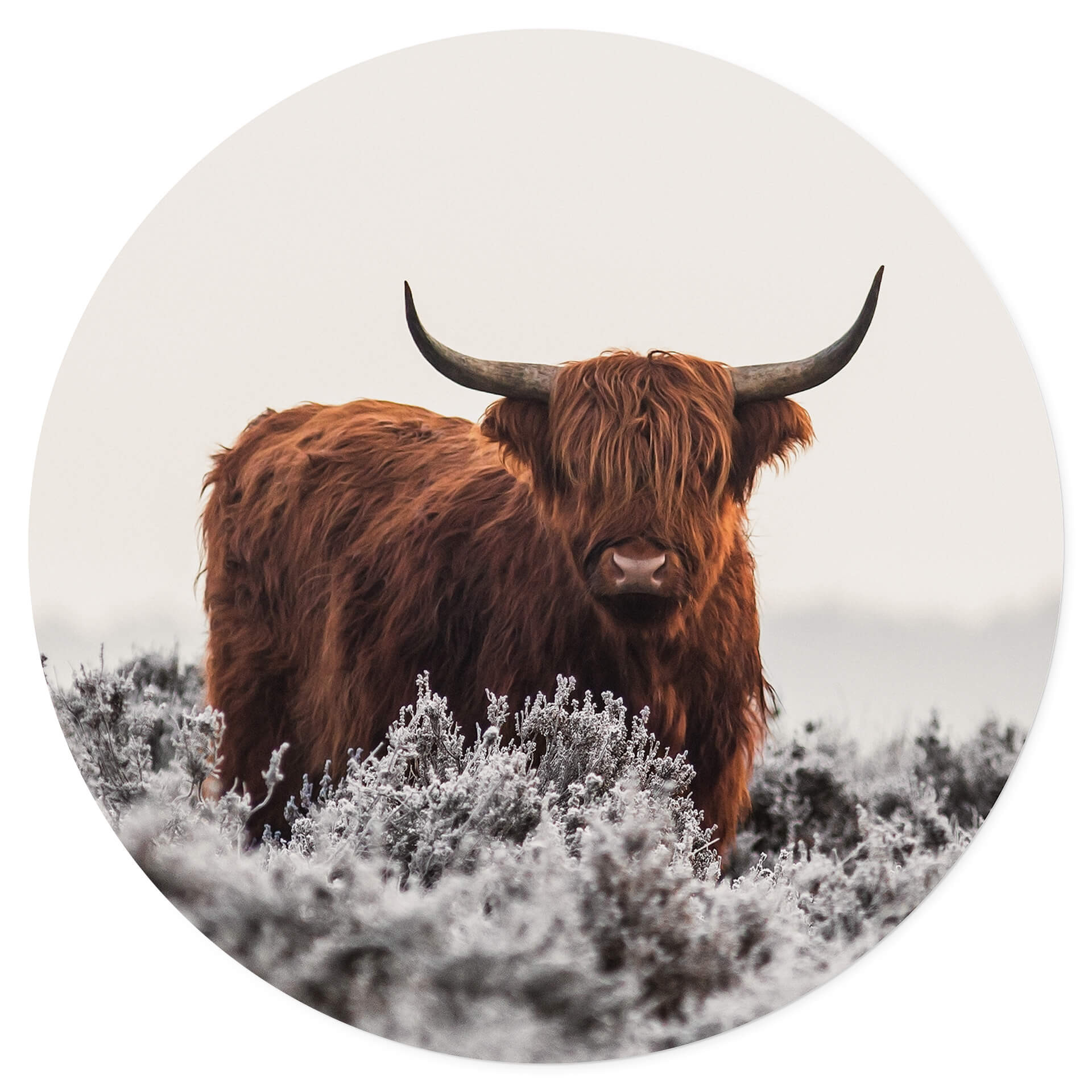 Naklejka na ścianę van den Helm - Highlander - okrągła