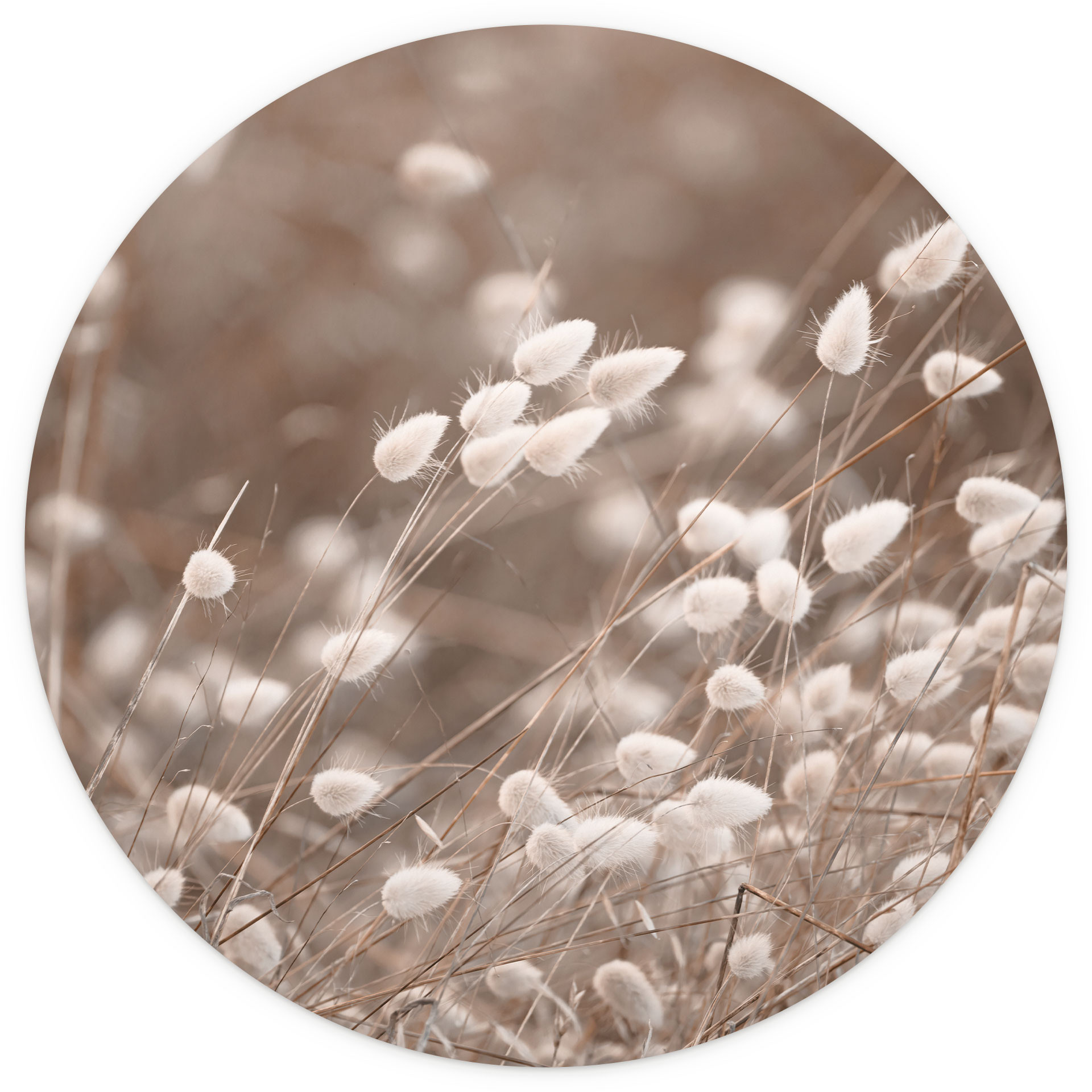 Fijne grassen in herfstlicht Fotobehang - Collins - Rond - vliesbehang/zelfklevend vliesbehang
