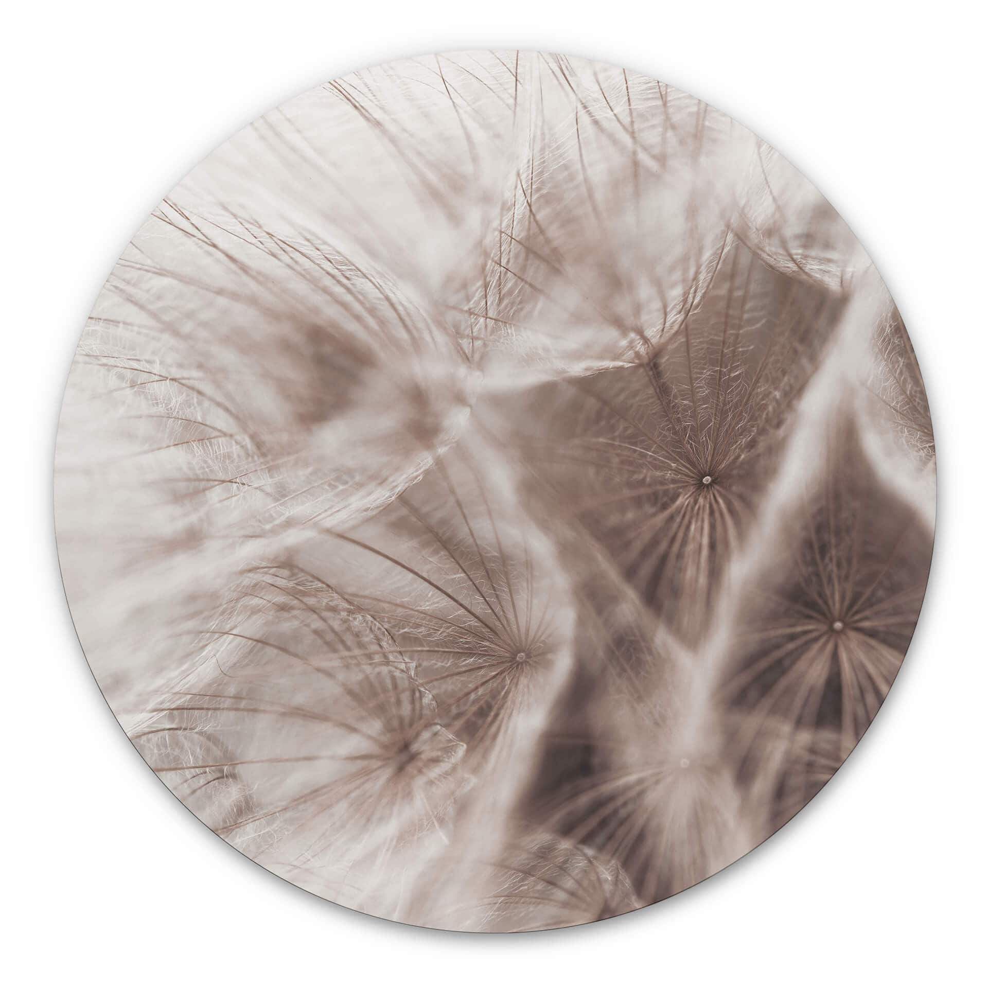 Tableau sur alu-Dibond Pissenlit Close Up - Rond