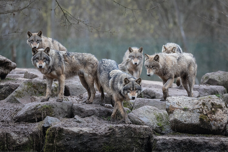 Poster Wölfe - Grey Wolf 91,5x61 cm