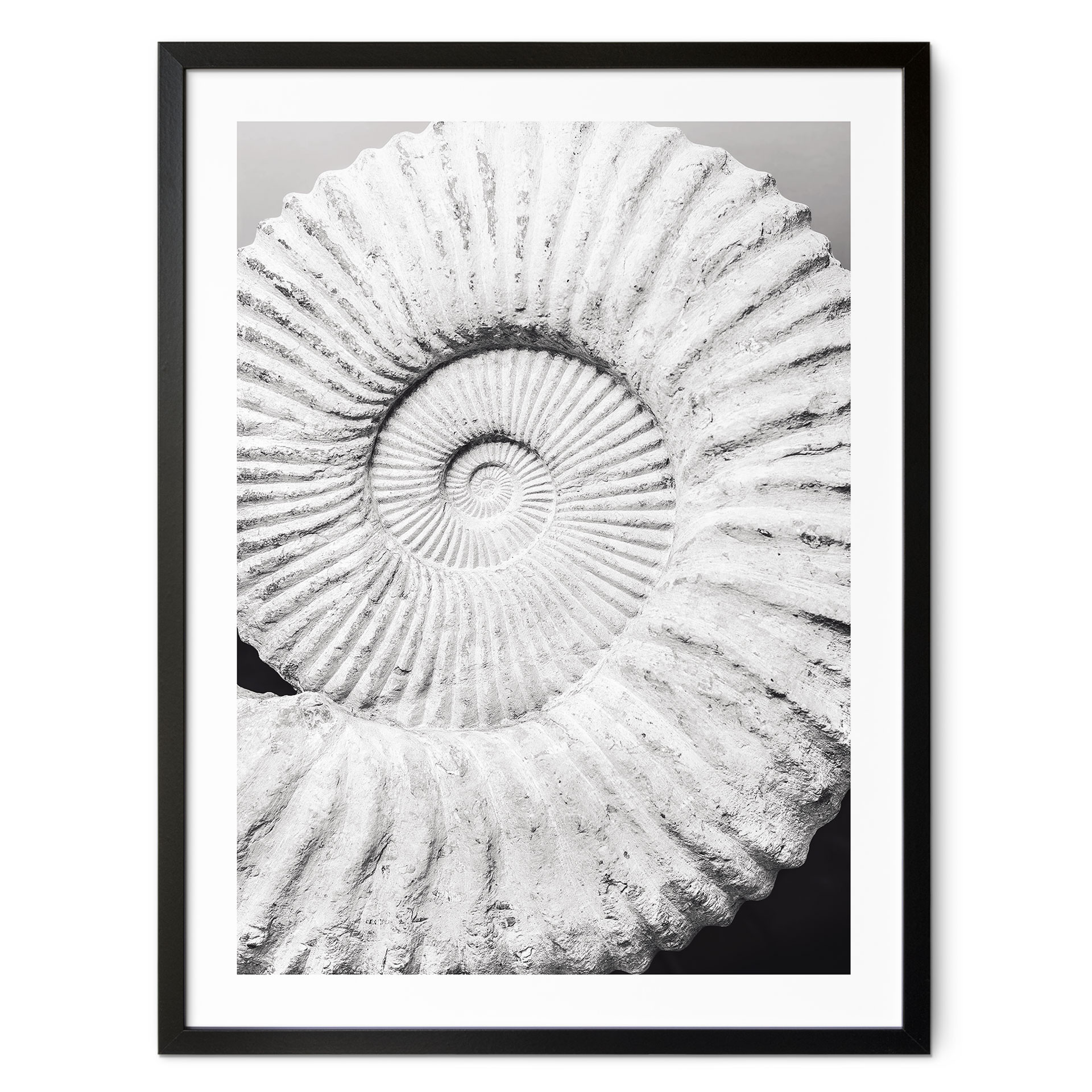 Poster Coquillage fossile - Shot-by-Clint