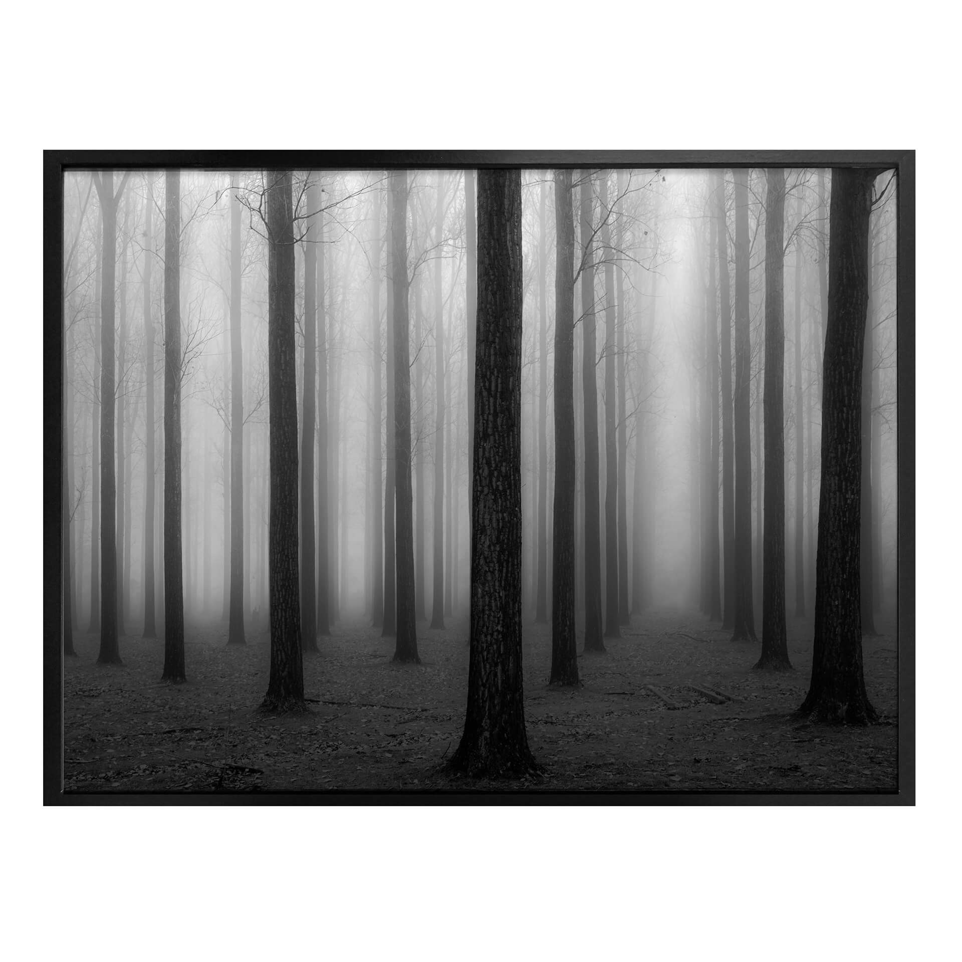 Poster Bongaerts - Brouillard dans la forêt