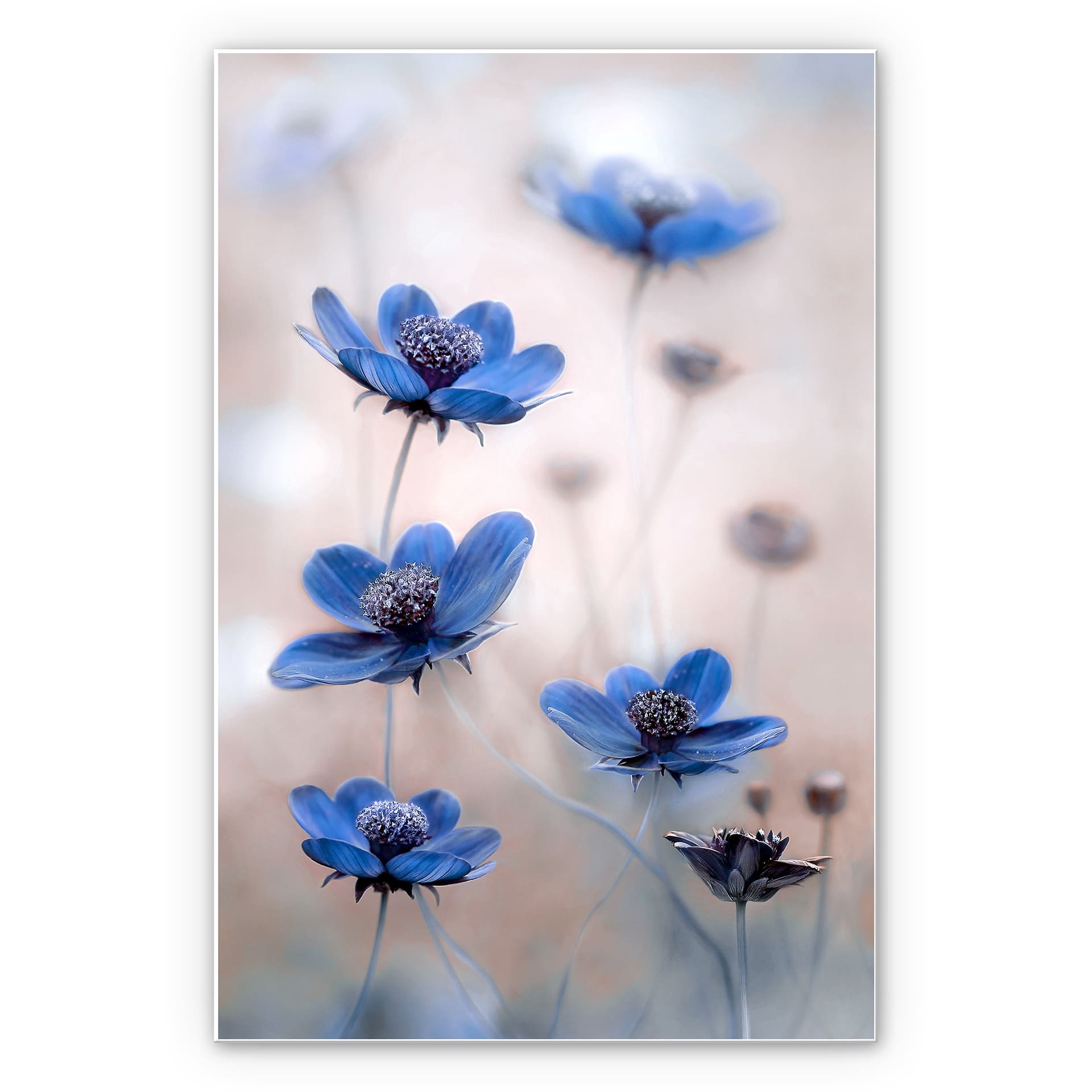 Wandbild Disher - Blue Cosmos