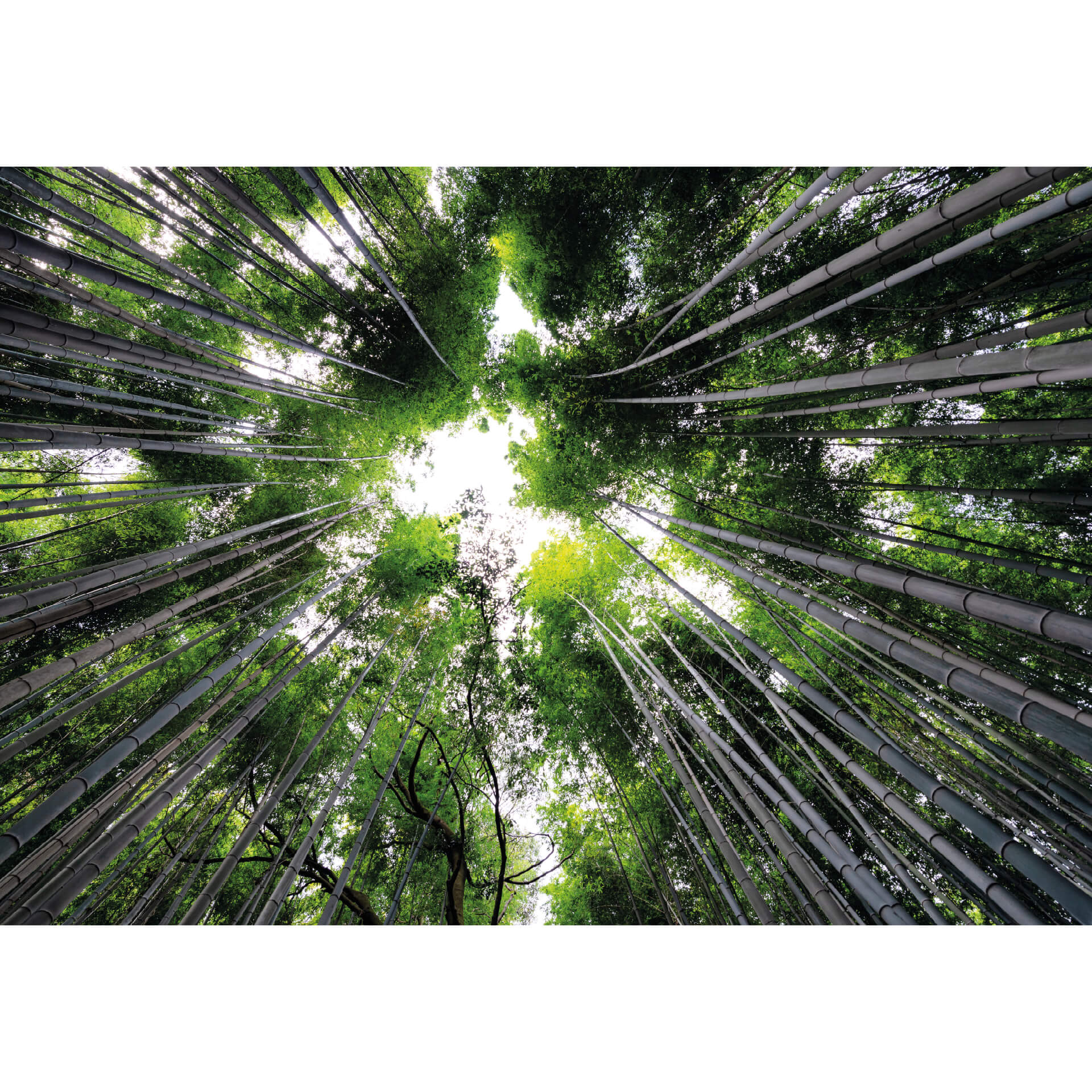 Fotobehang Hugonnard - Japenese Forest
