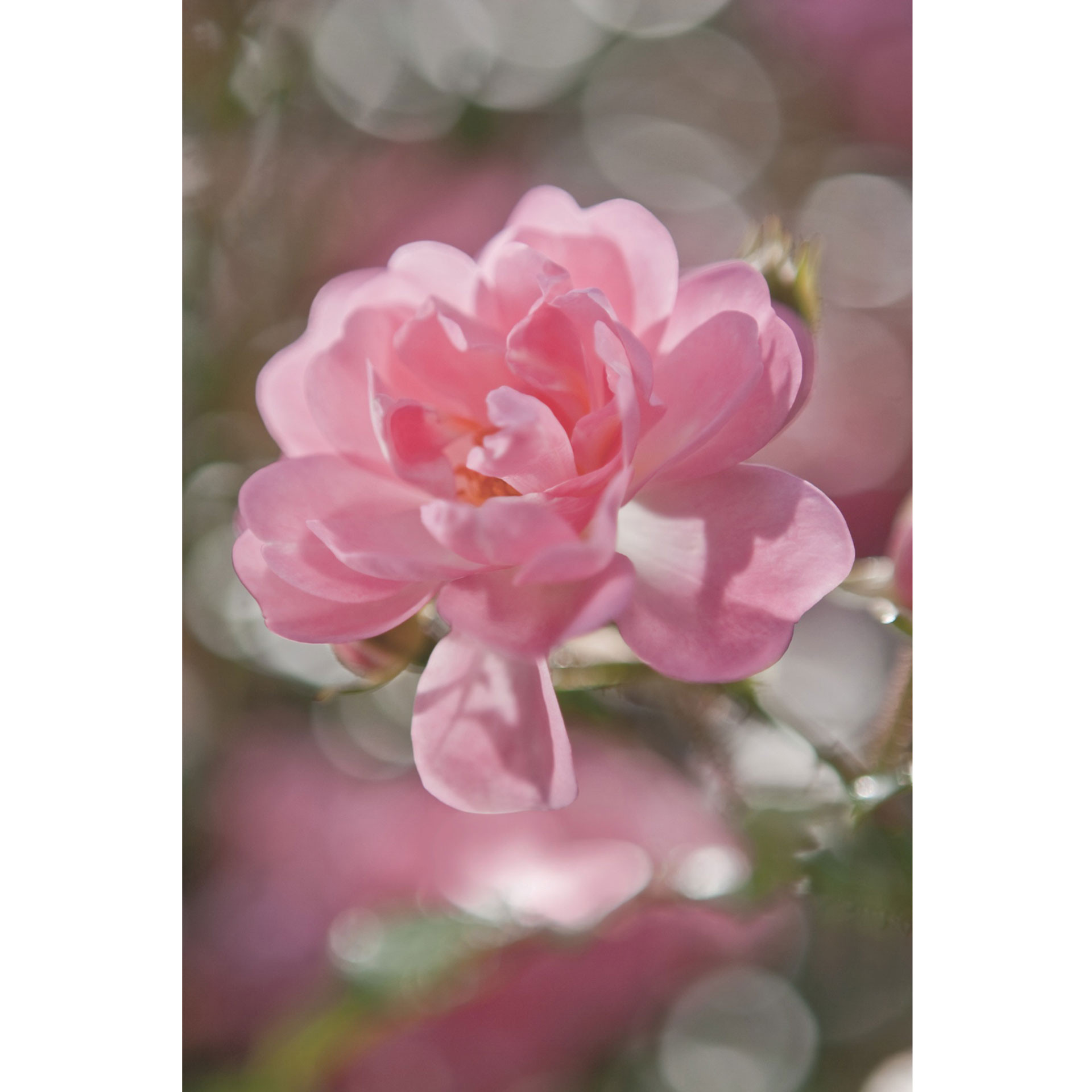 Fotobehang Papierbehang Bouquet