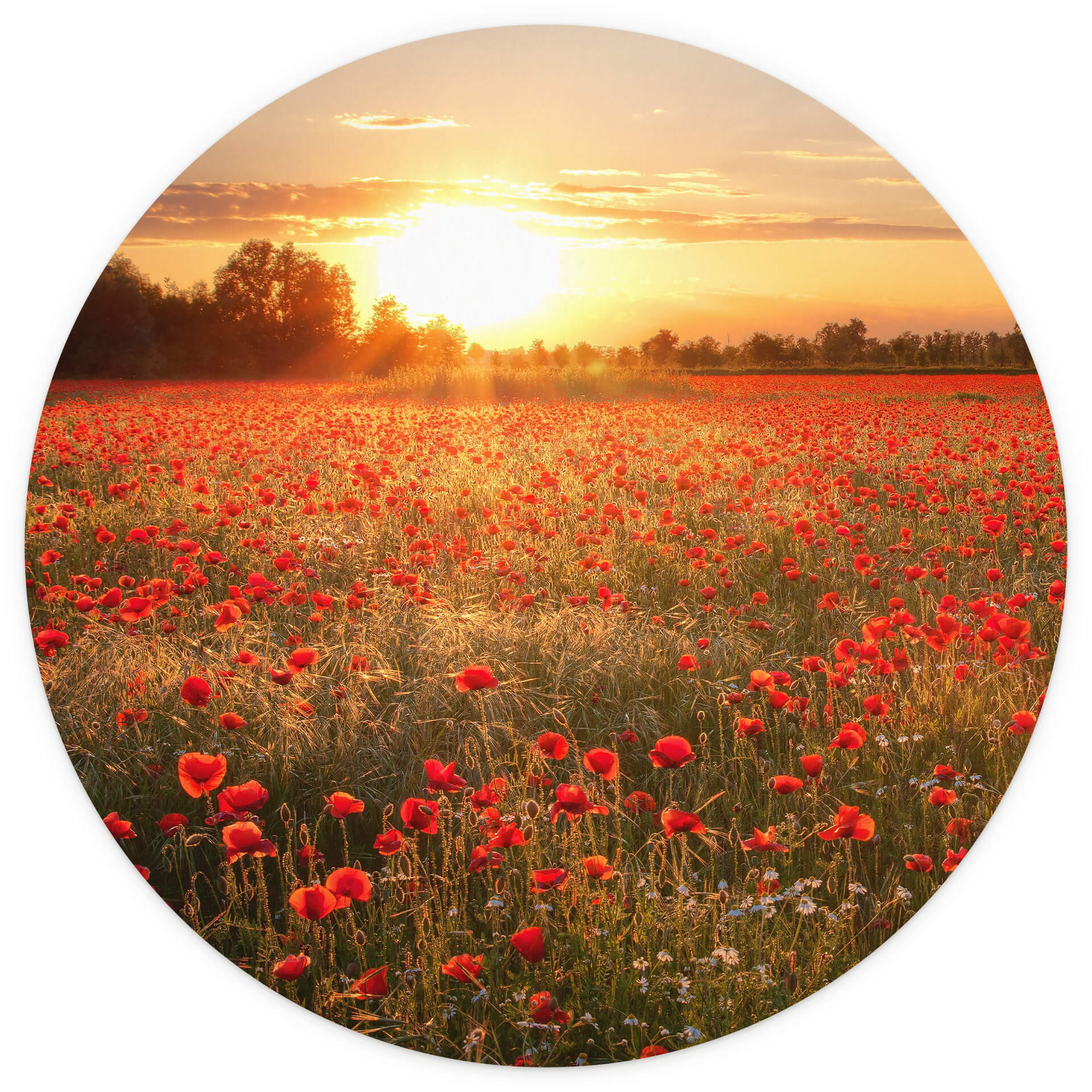 Behangcirkel Klaprozen bij Zonsondergang - vliesbehang/zelfklevend vliesbehang