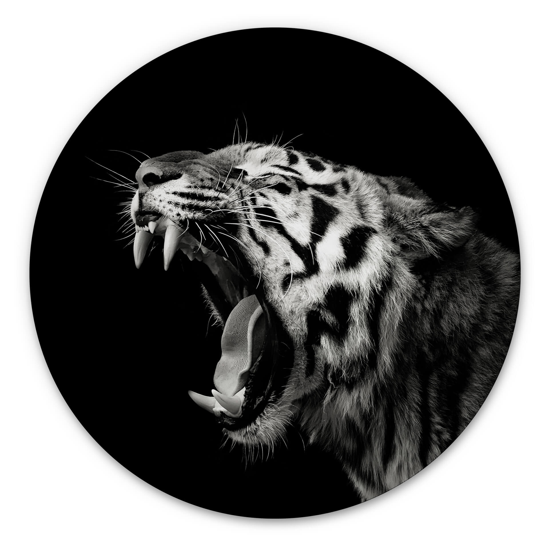 Hexagone - alu-Dibond Meermann - Le tigre - Rond