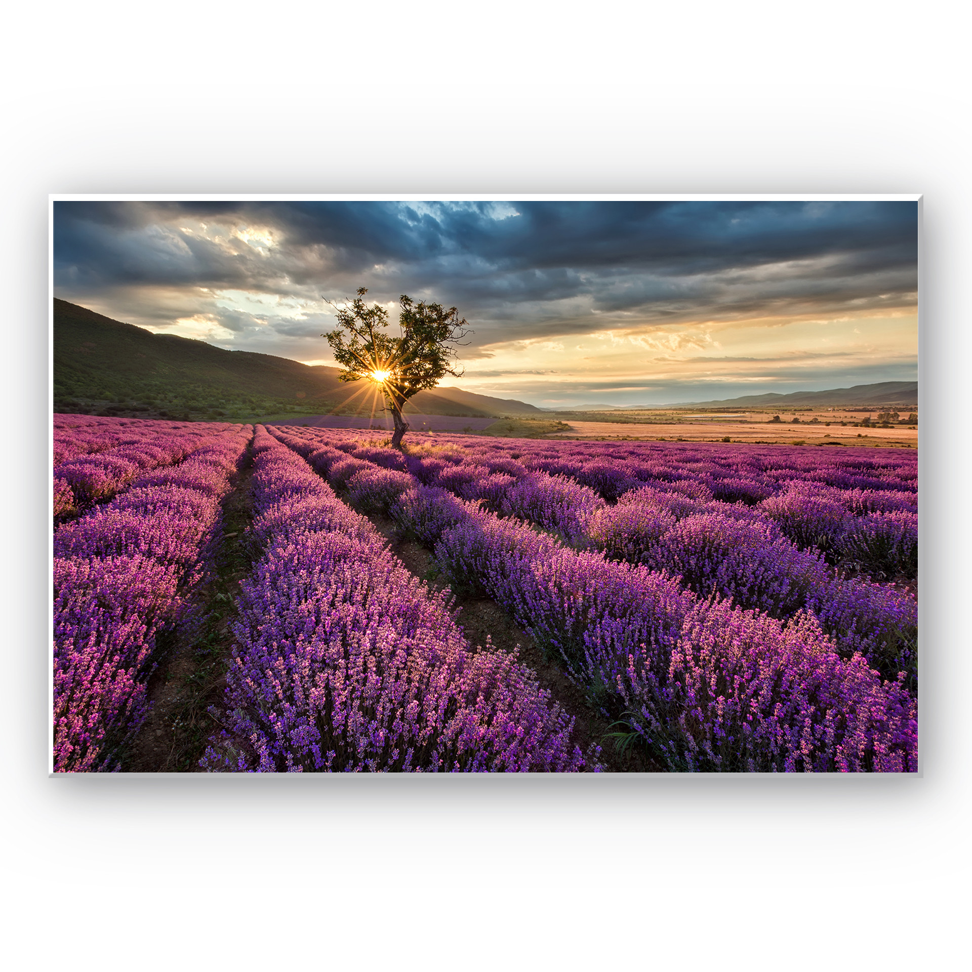 Wandbild Lavendelblüte in der Provence