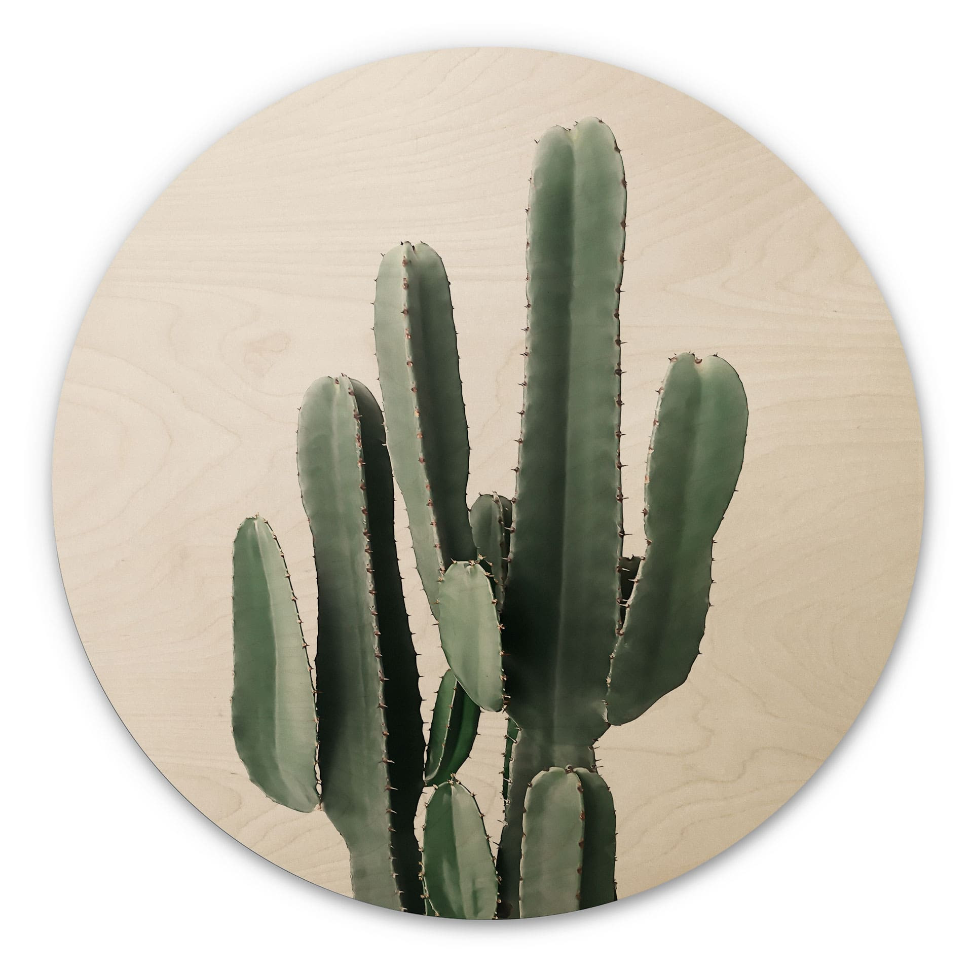 Stampa su legno Pianta di cactus - Sisi & Seb