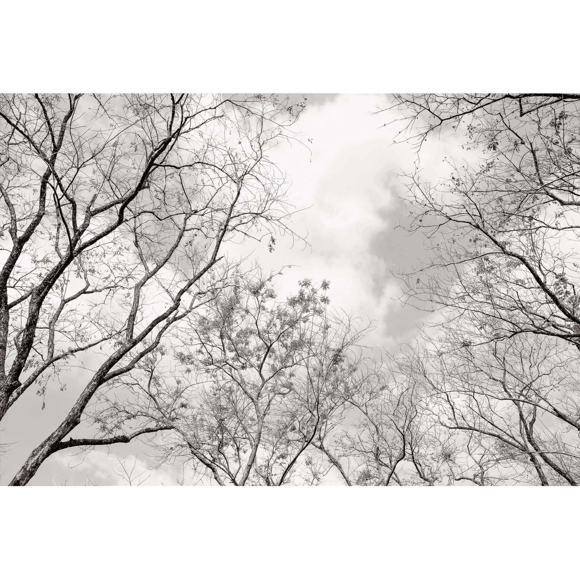 Fotobehang Tree Tops