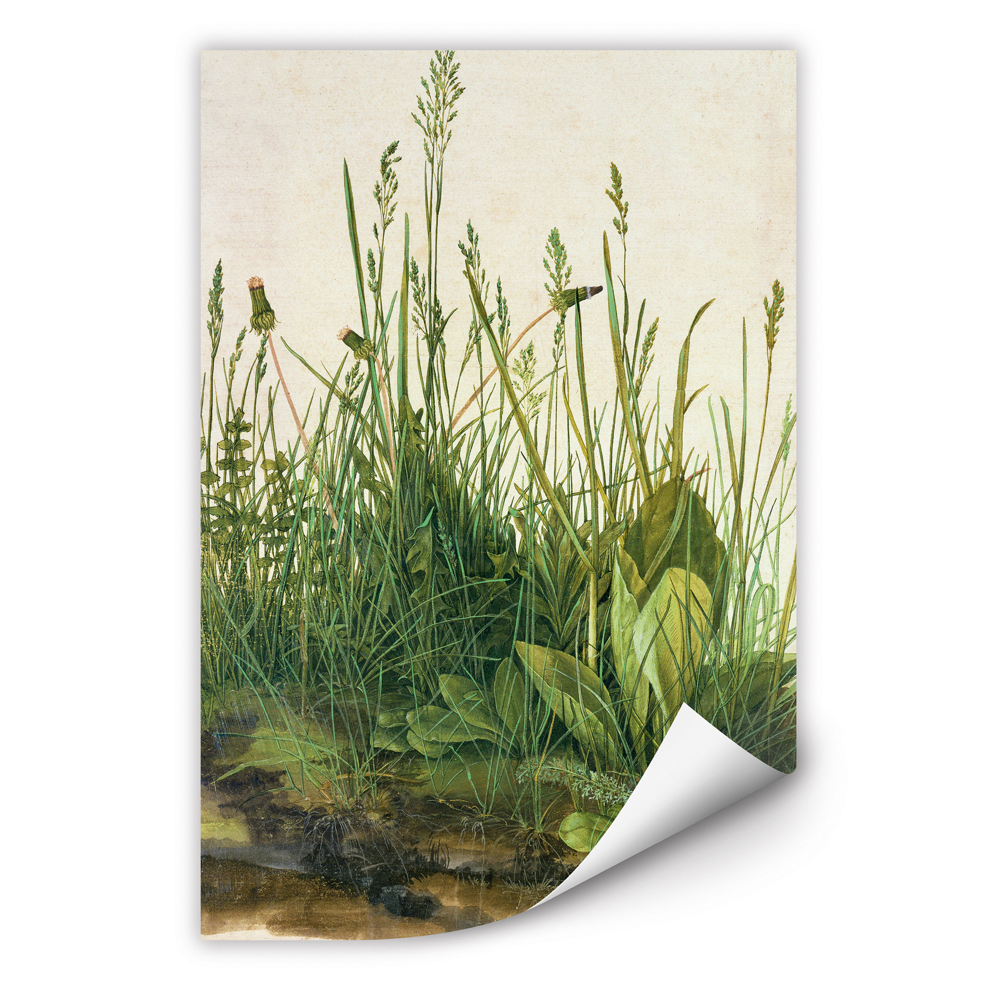 Wallprint Dürer - Das große Rasenstück