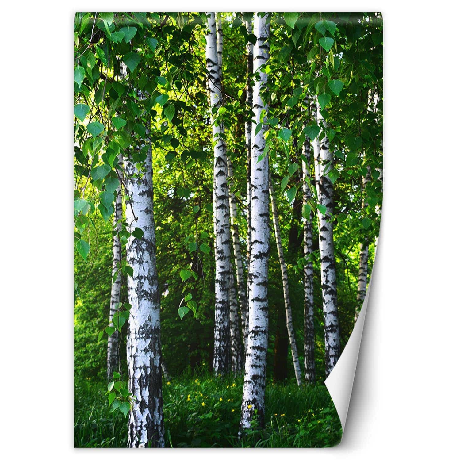 Fototapete, Birken Wald Natur