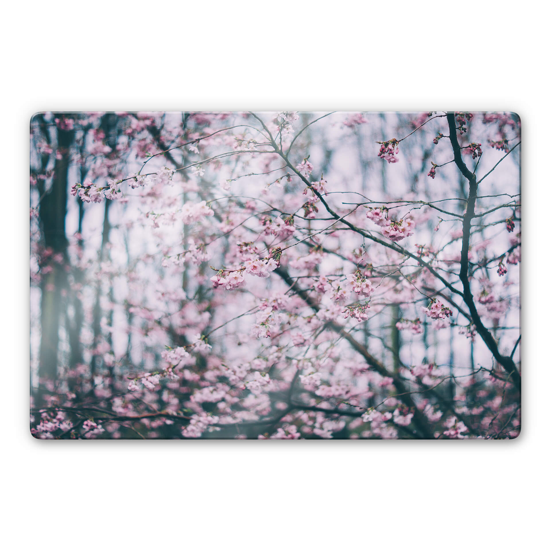 Tableau sur verre - Pink Flower Dream 03