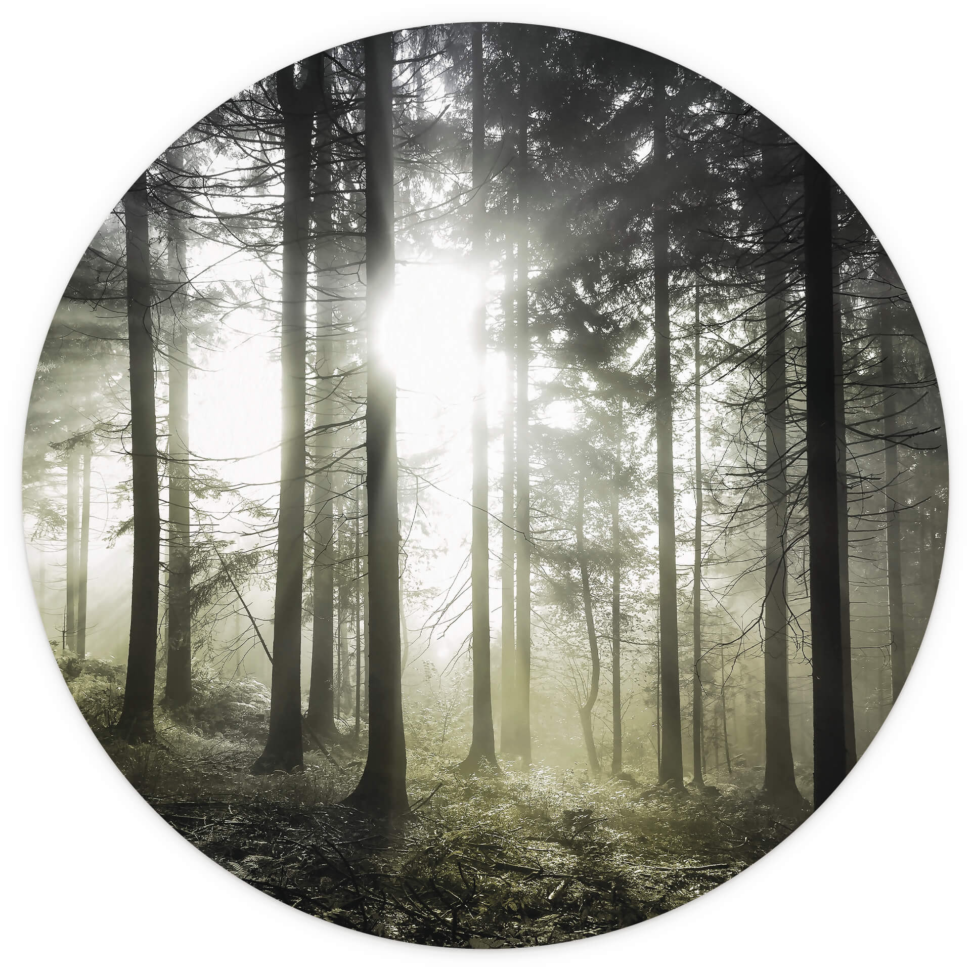 Behangcirkel Zonnestralen in het Bos - vliesbehang/zelfklevend vliesbehang