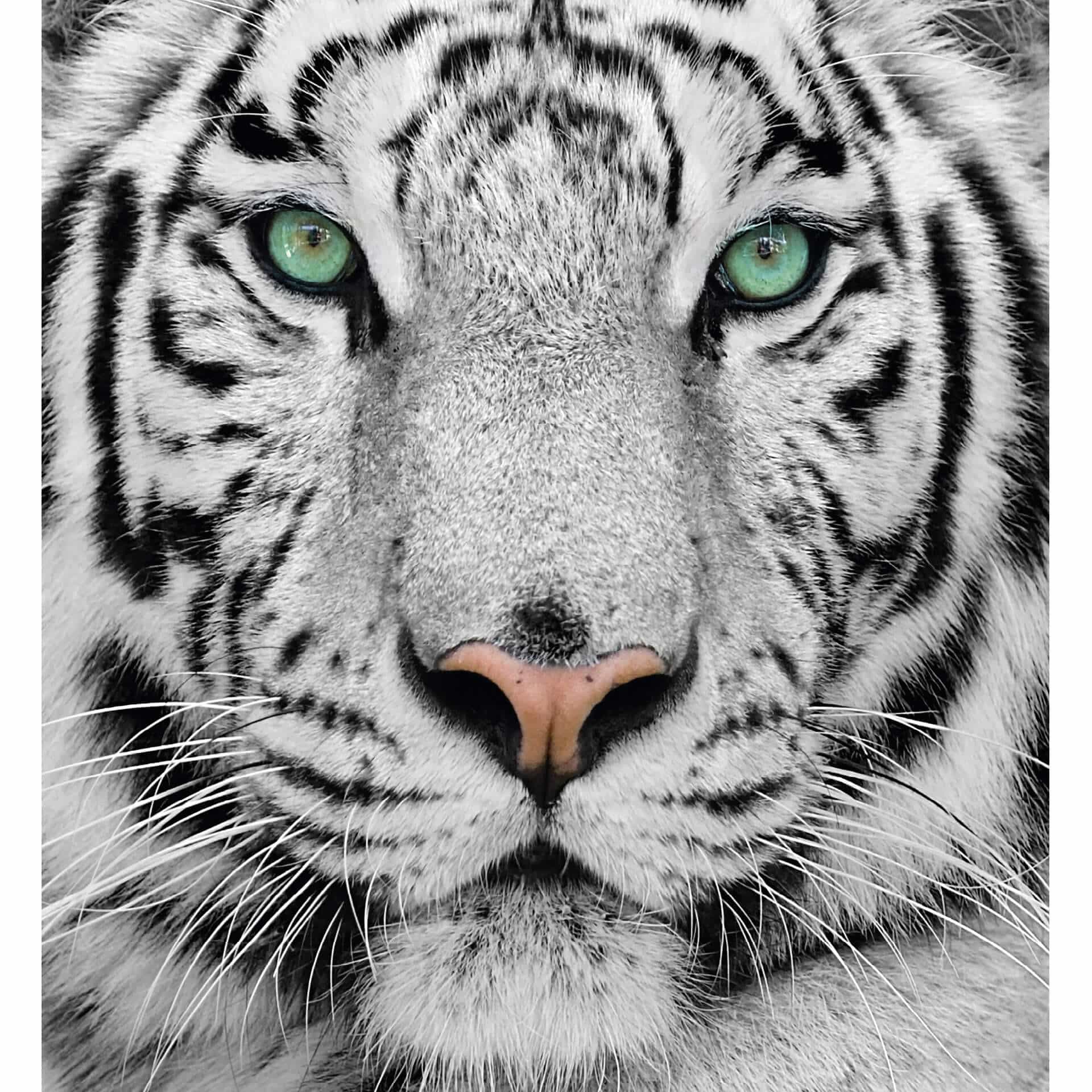 Fotobehang Witte Tijger