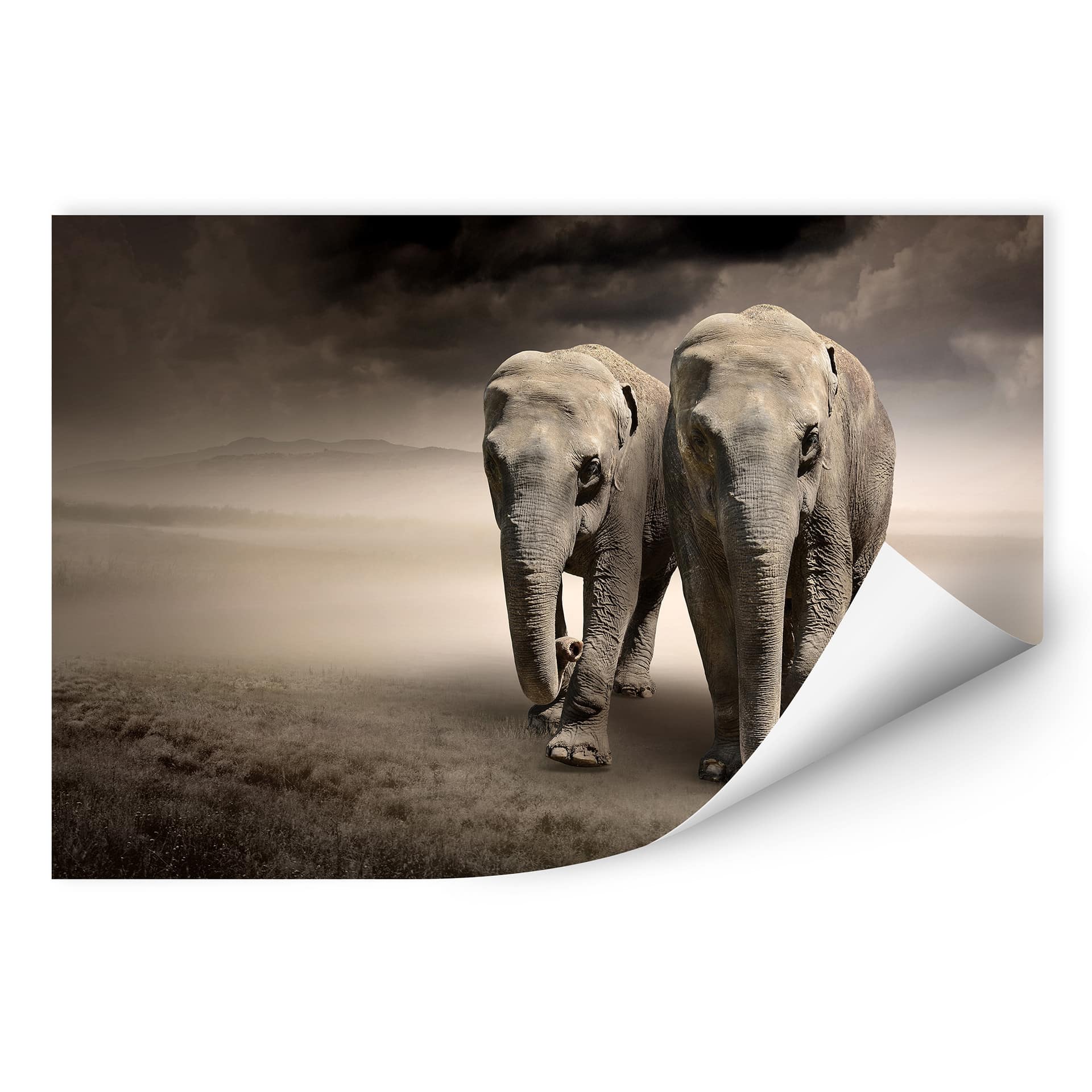 Wallprint W - Die Elefanten