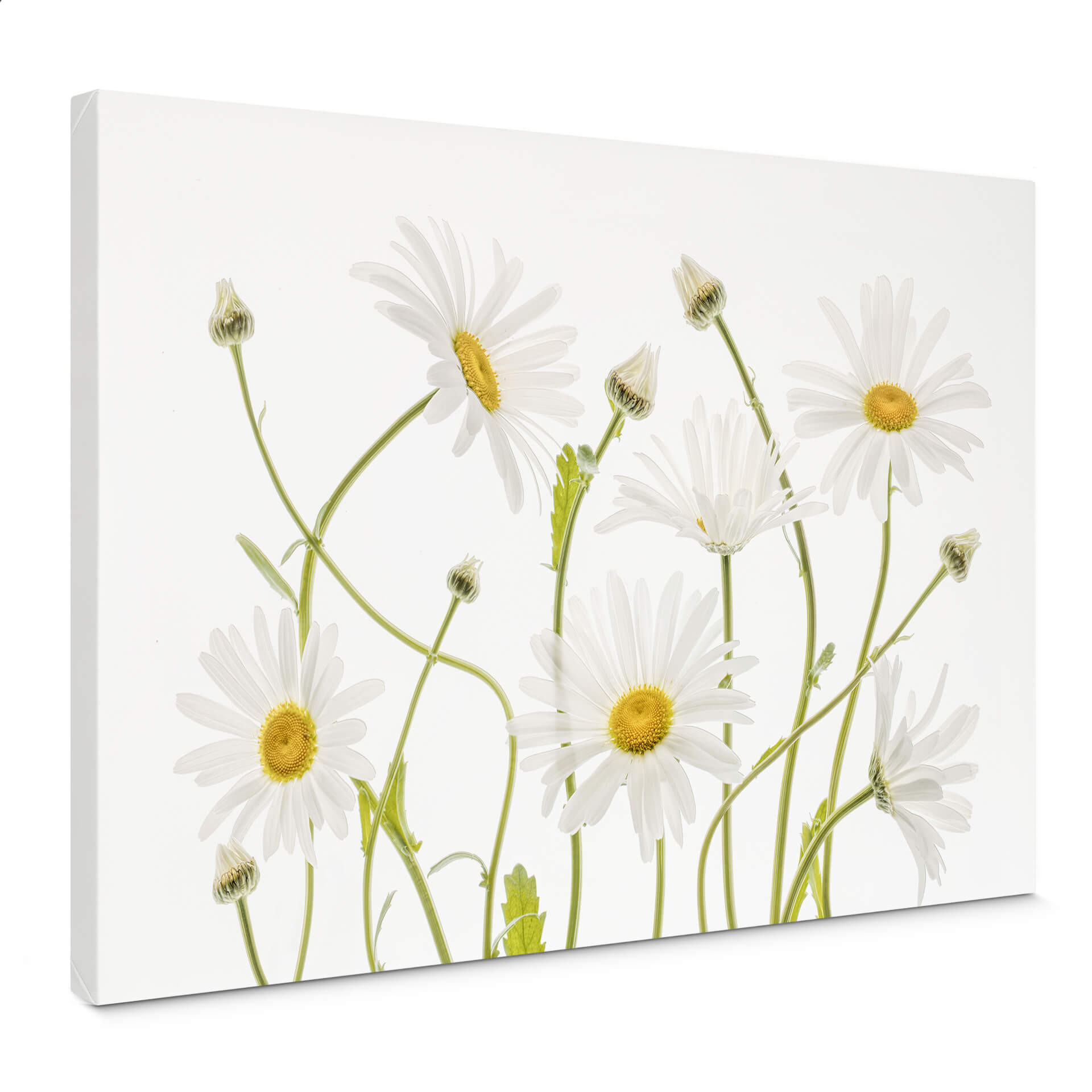 Obraz na płótnie Disher - Ox eye Daisies