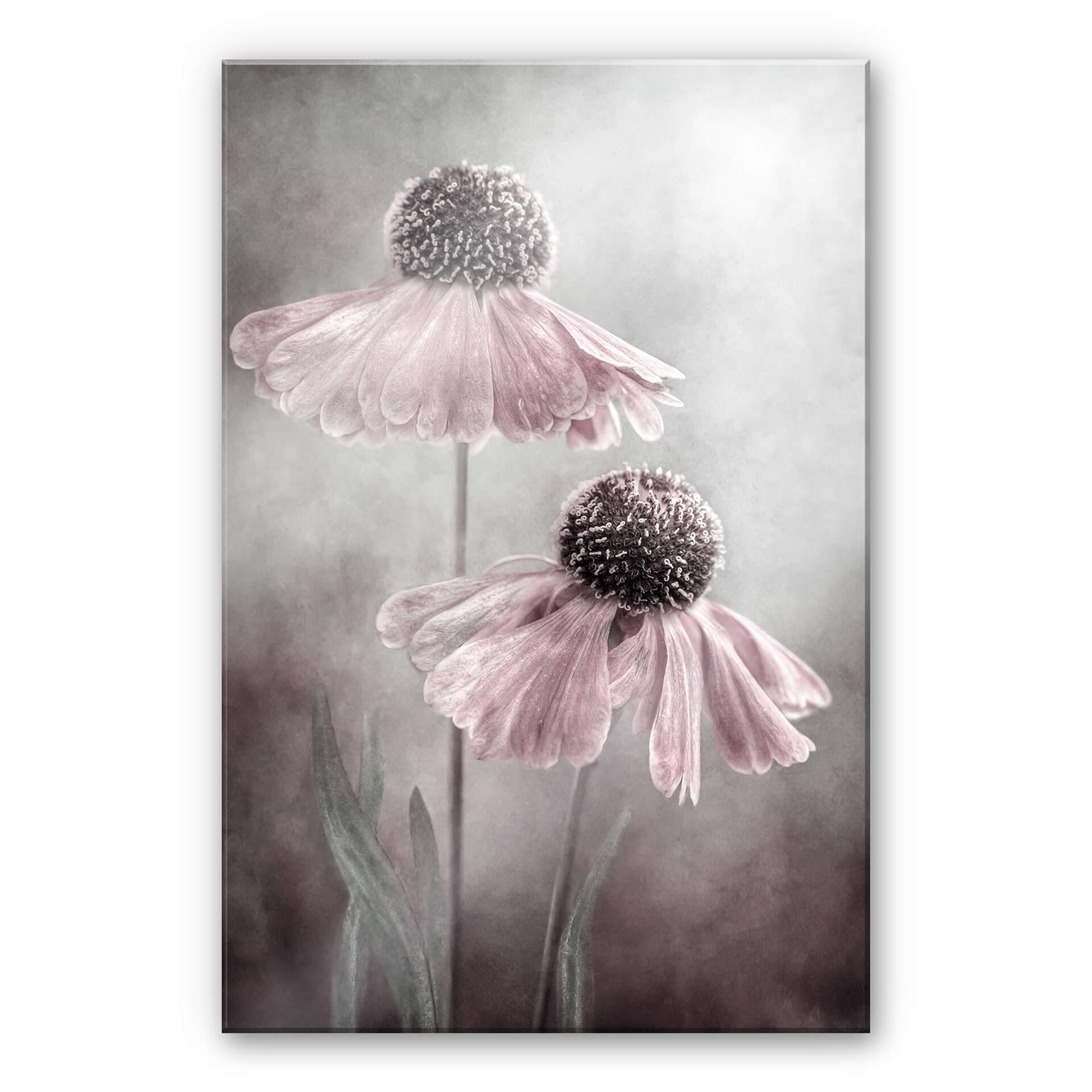 Akrylbillede Disher - Pink duet