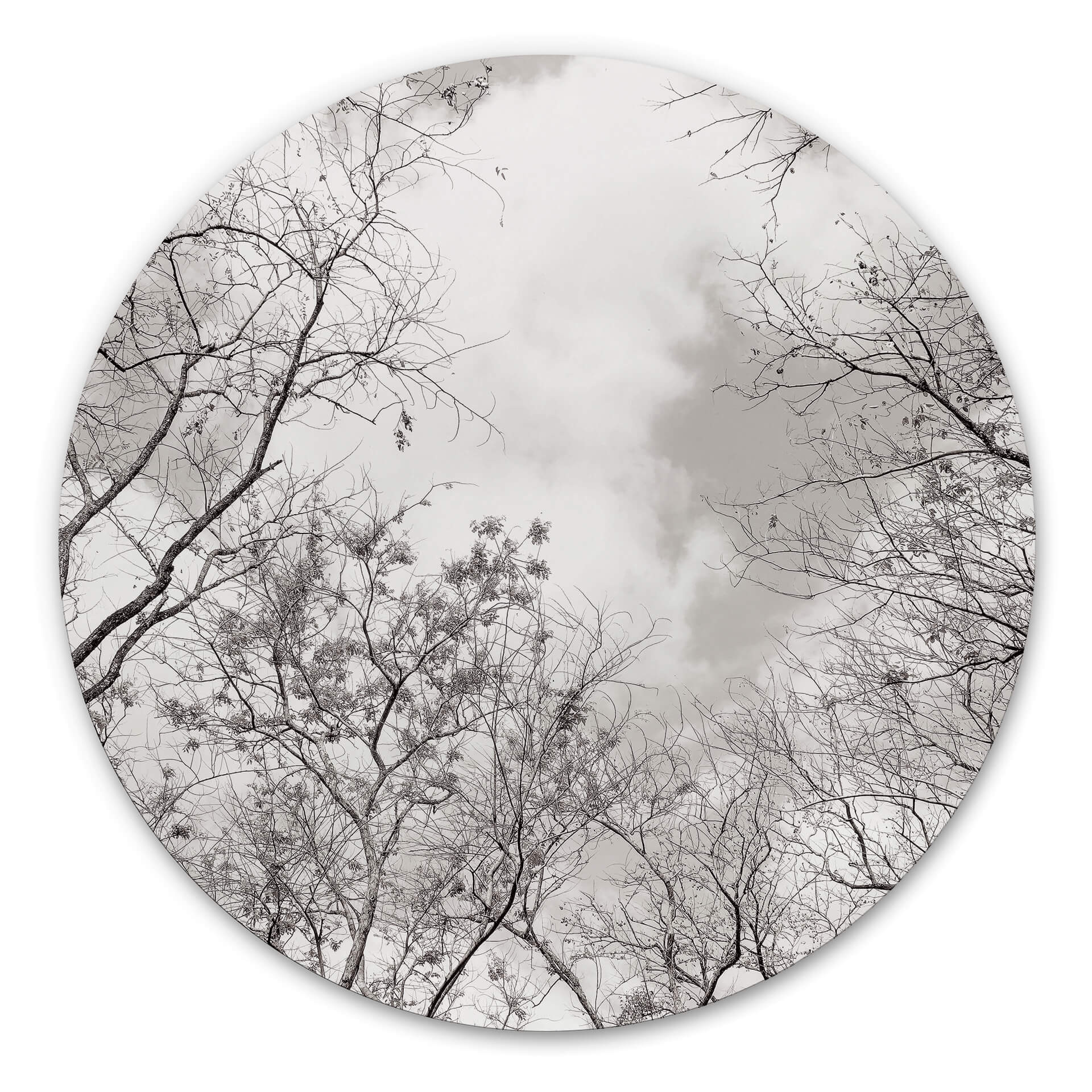 Tableau en alu-Dibond Cimes des arbes dans le ciel - Rond