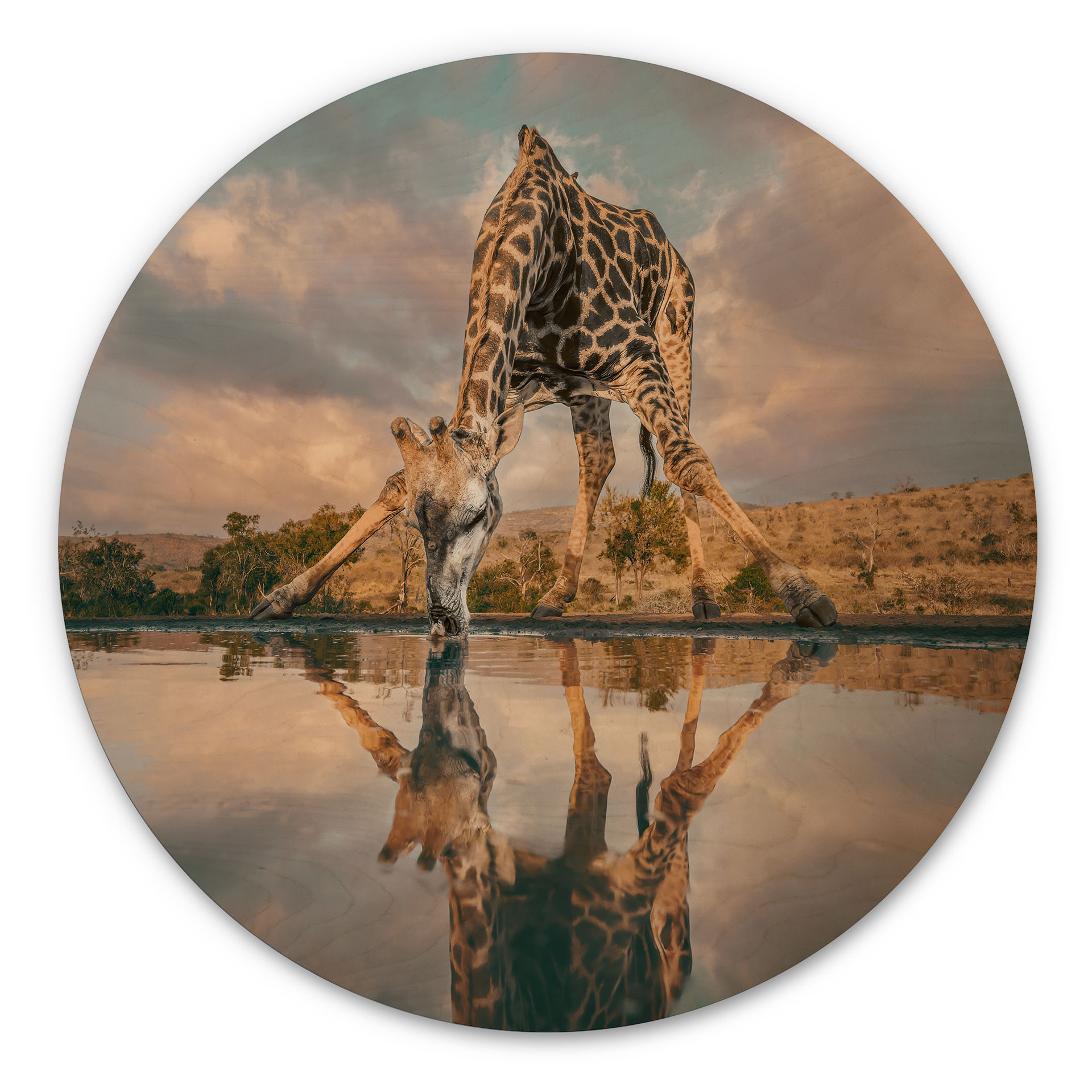 Immagine in legno di una giraffa in libertà - Amtmann - Tondo