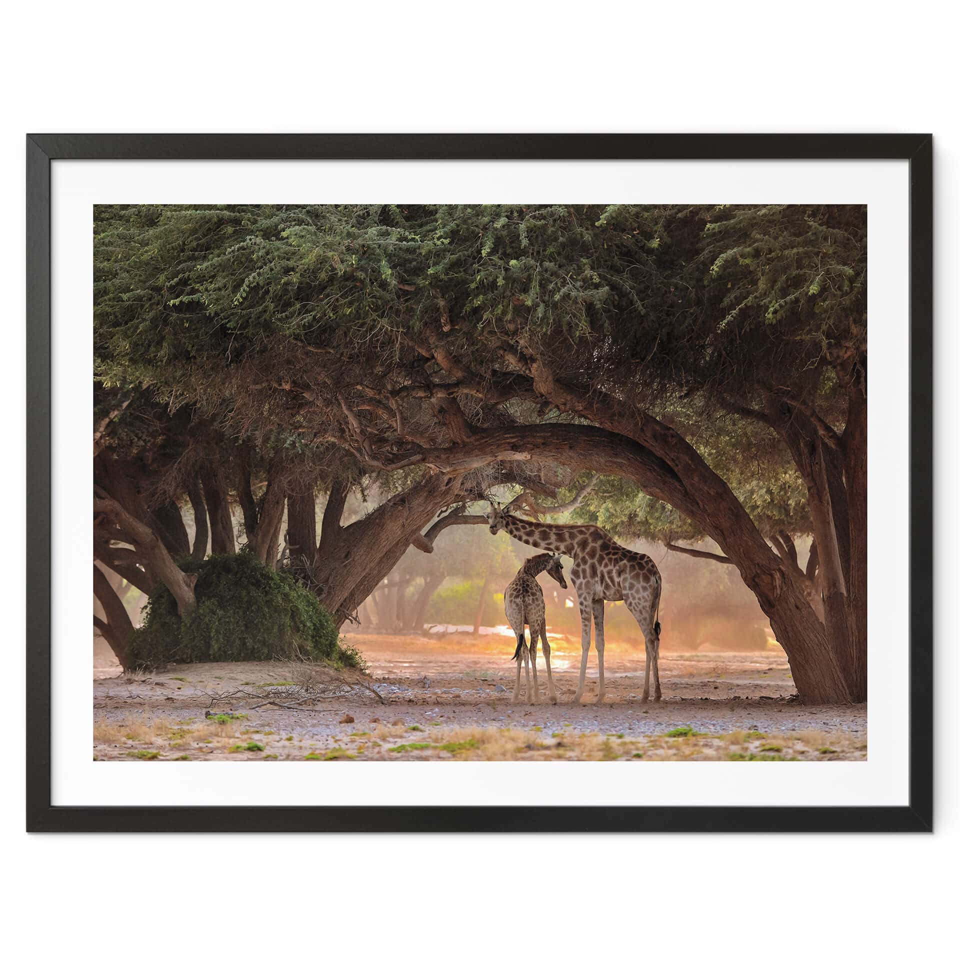 Plakat D'Amico - Dwie żyrafy na sawannie w Namibii