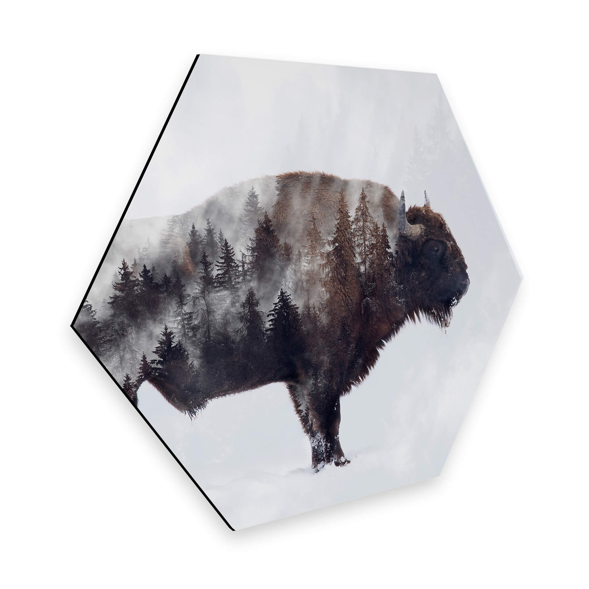 Hexagon - Alu-Dibond - Beáta - The Bison