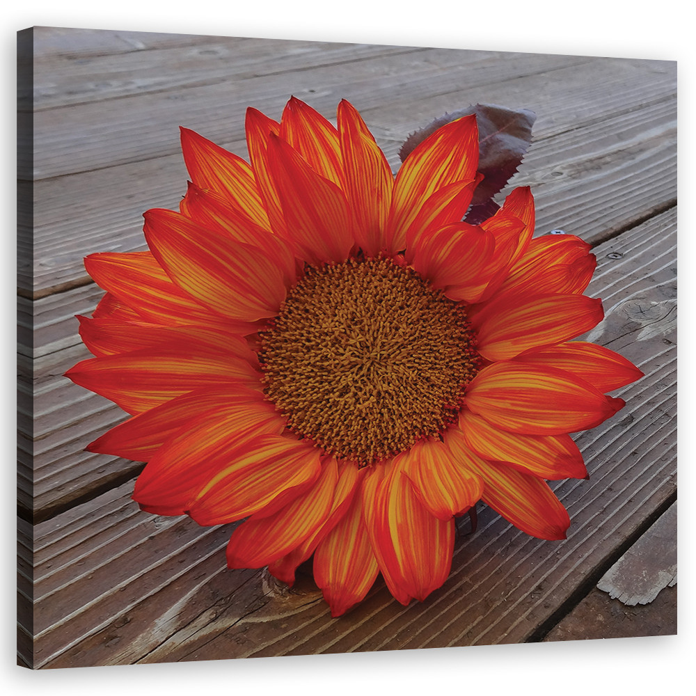 Canvasbillede, orange solsikke