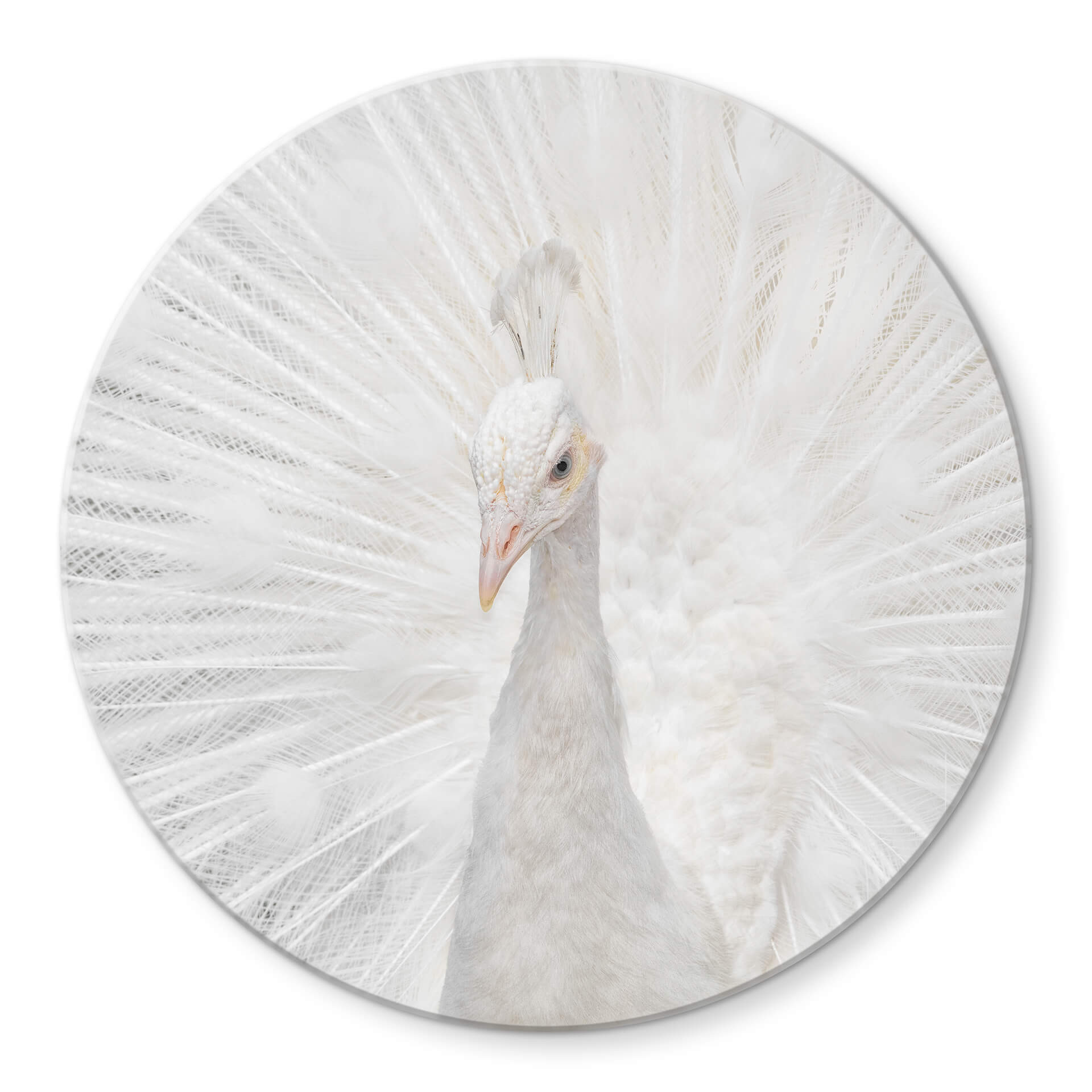 Tableau sur verre Fegari - Paon blanc - Rond