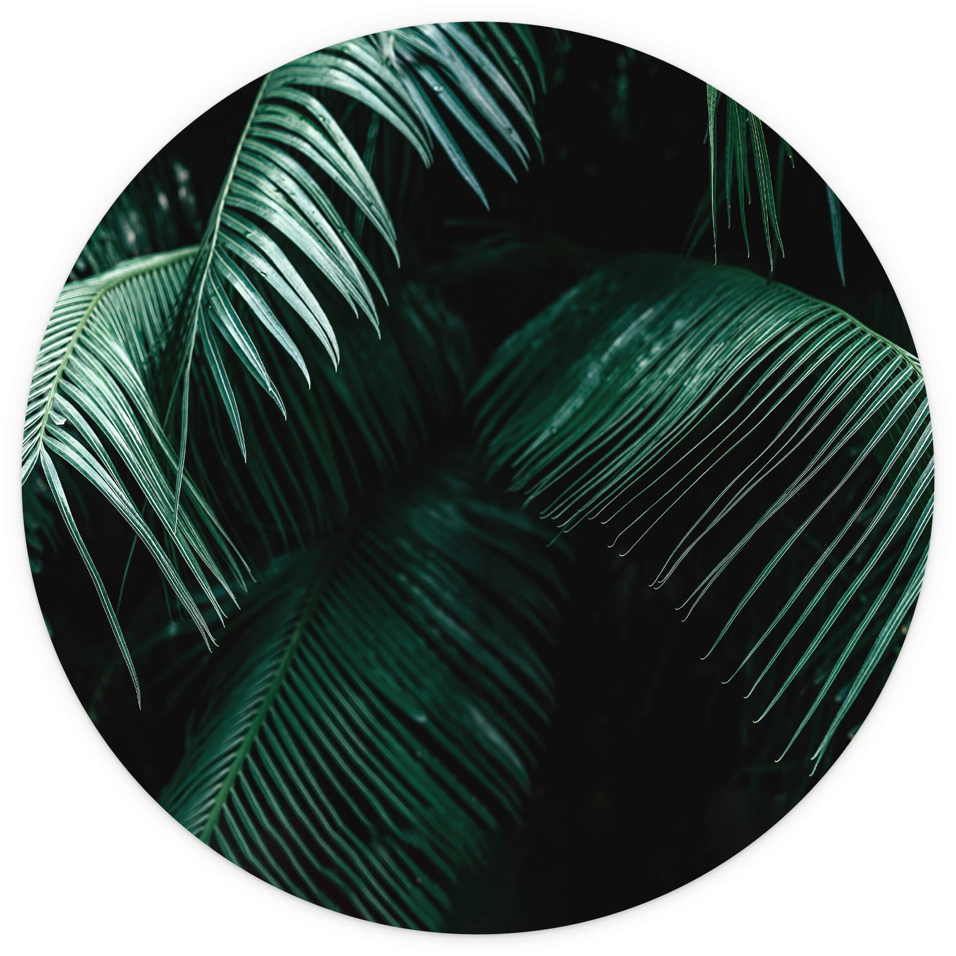 Behangcirkel Tropisch Botanisch - vliesbehang/zelfklevend vliesbehang